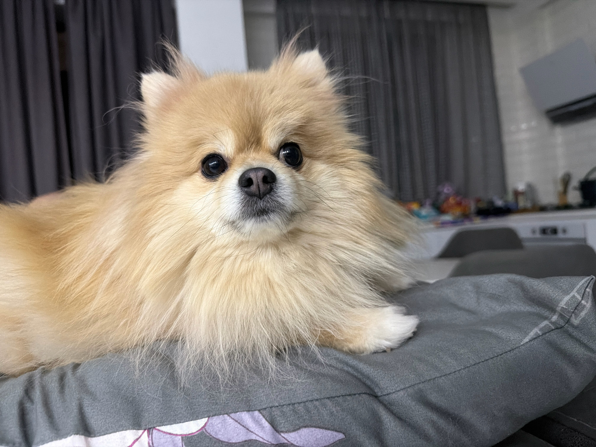 A fluffy, cream-colored Pomeranian dog is lying on a gray pillow. The dog's head is turned towards the viewer, with its eyes wide open and its nose pointed slightly upwards. Its fur is long and voluminous, and its ears are perked up. The background consists of dark gray curtains on the left and a blurred kitchen area with white tiled walls and some appliances on the right. The pillow the dog is resting on has a subtle pattern of light purple flowers and leaves visible towards the bottom edge. The overall lighting suggests an indoor setting, likely a home. The specific location in Tbilisi, Georgia, is not discernible from the visual information provided.