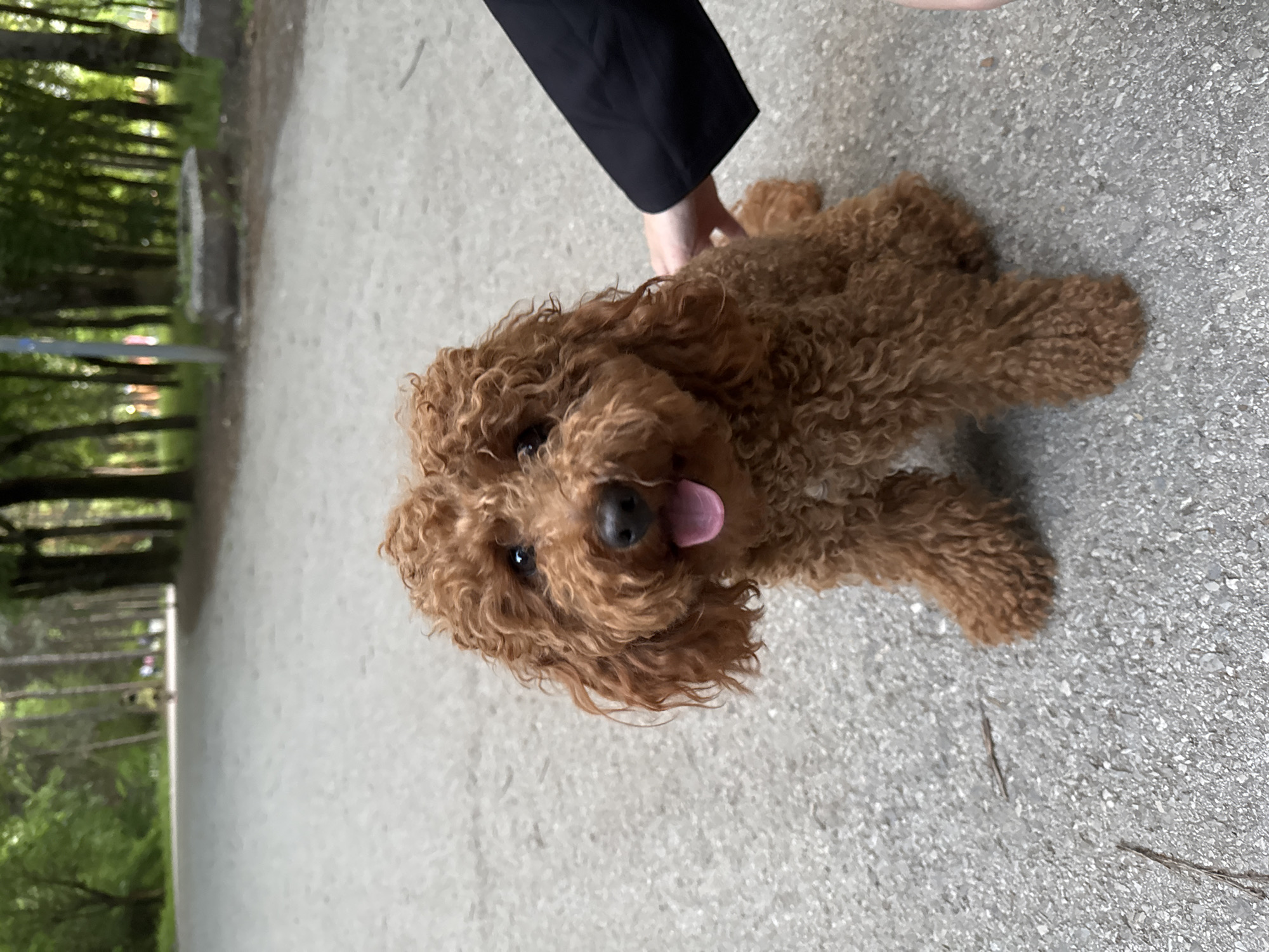 A brown poodle is lying on a paved surface, possibly a walkway or road, with its tongue hanging out. A person's hand, wearing a black sleeve, is touching the dog. In the background, there are trees, suggesting a park or wooded area. Considering the environment, it's plausible the location is somewhere in the city of Sofia, Bulgaria. The image shows a moment of interaction between a person and a dog, possibly in a park.