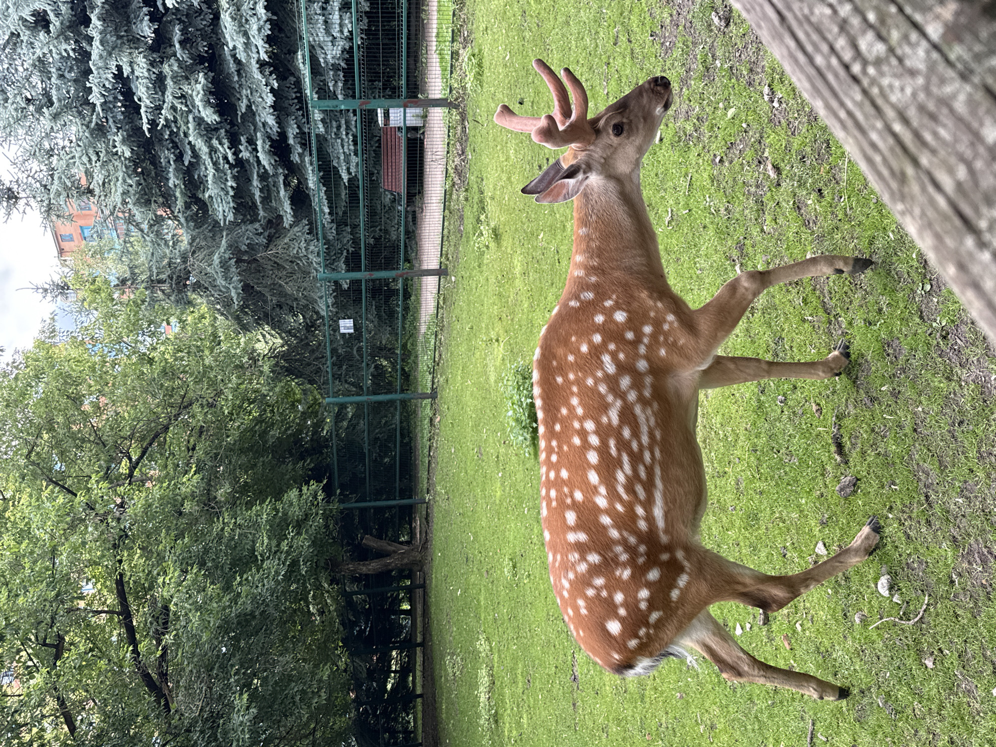 The image shows a spotted deer standing in a grassy enclosure at the Moscow Zoo. The deer is reddish-brown with white spots and has antlers. In the background, there is a green fence, trees, and a building. The enclosure is a typical zoo environment, designed to resemble a natural habitat for the animals. The deer is the primary subject, captured in profile as it walks across the grass. The overall impression is one of a peaceful, natural setting within an urban environment.