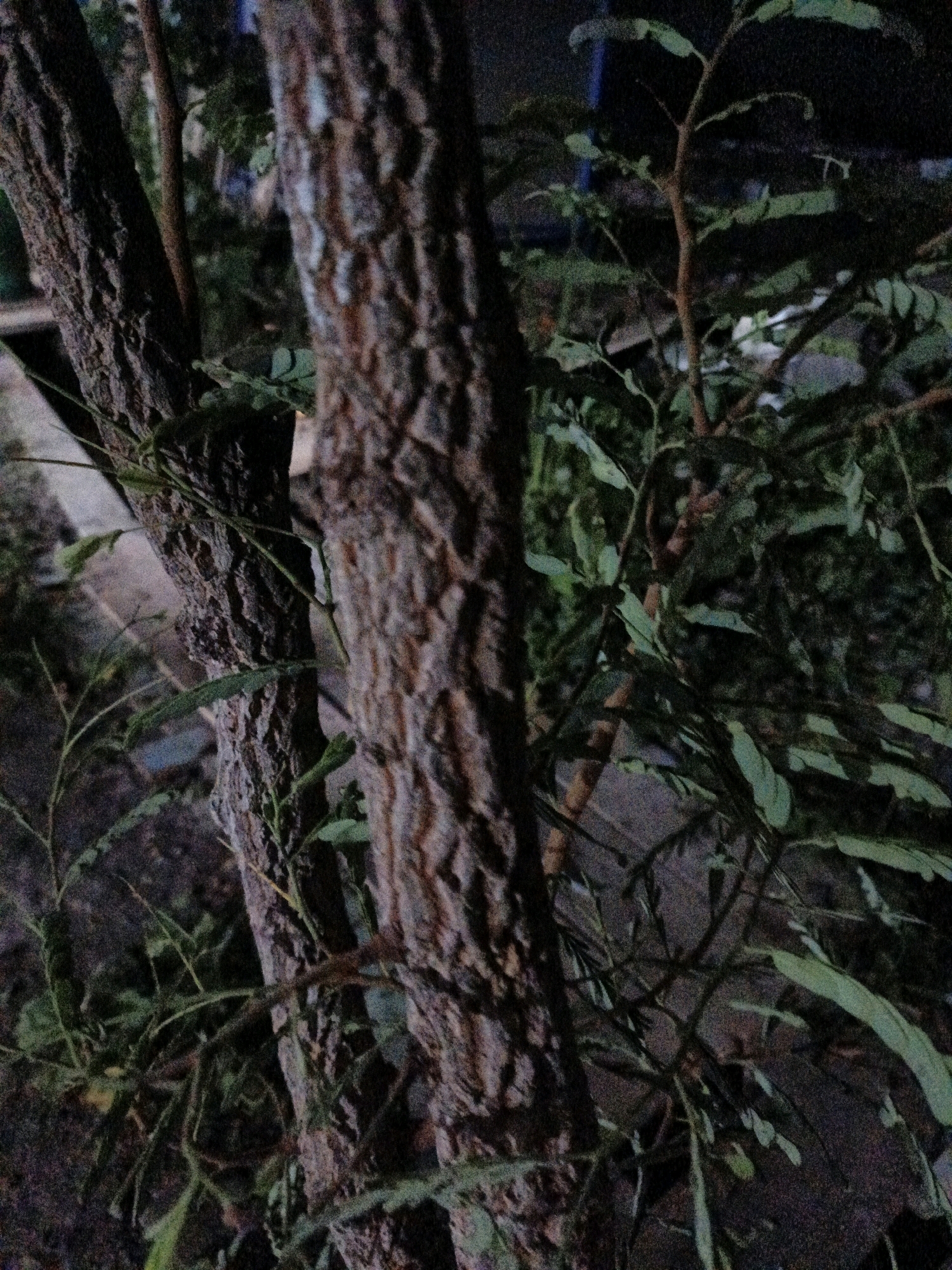 A close-up, low-light, vertical shot focuses on the textured bark of two trees. The tree on the left is thinner and positioned to the left of the frame, while a thicker tree trunk occupies the central and right portions of the image. Both trees have rough, fissured bark with variations in brown and gray tones. Delicate, thin branches and small, elongated green leaves are visible intertwining around the trees, suggesting a natural environment. The background is dark and out of focus, with hints of more foliage and possibly a blurred, light-colored surface behind the left tree. The overall impression is one of a natural setting, possibly a park or garden, at dusk or night, in Cikal, Indonesia.