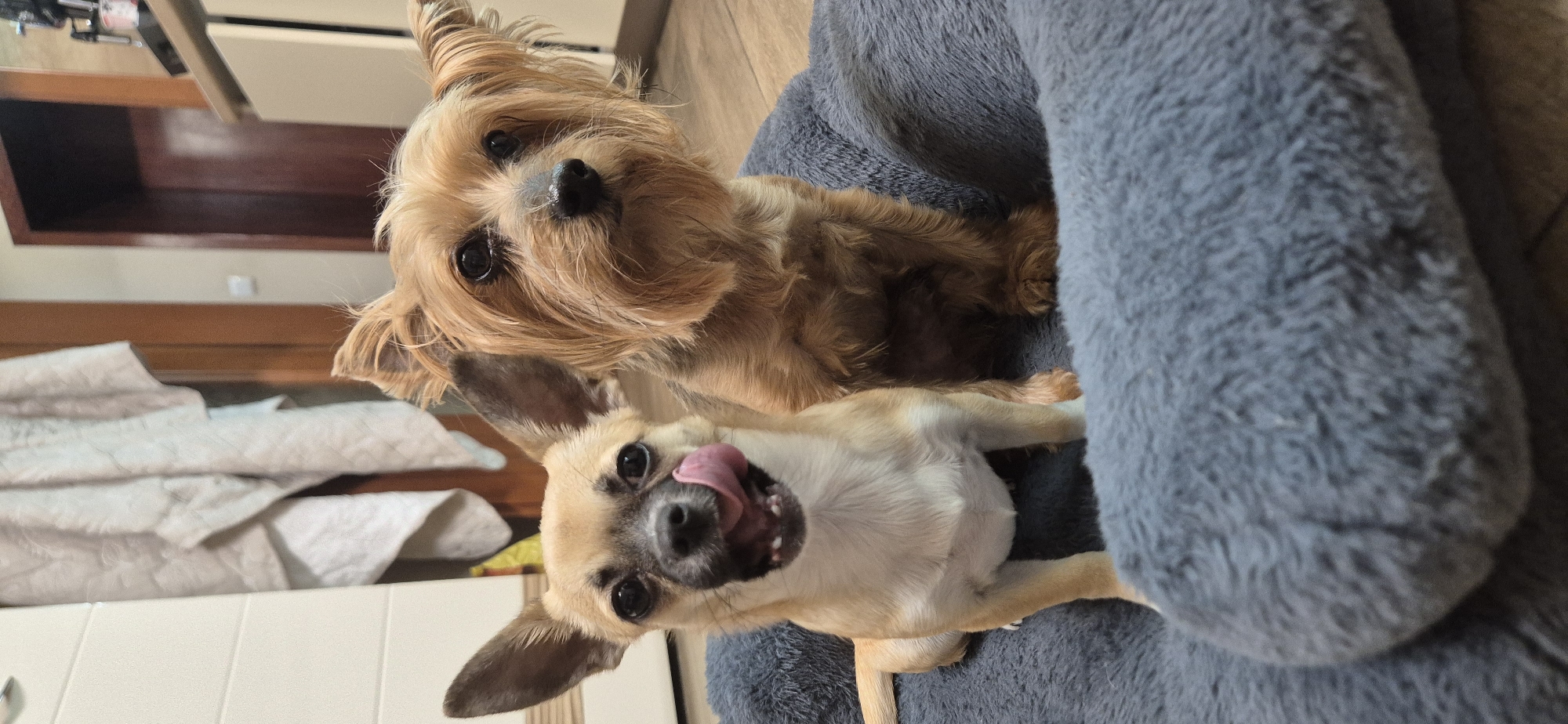 A dog and a puppy are in a gray fluffy bed inside an unknown room, in an unknown city. The puppy is in the foreground, with its tongue sticking out of its mouth. The dog is in the background, looking at the camera. The room includes a table and some cloth in the background.