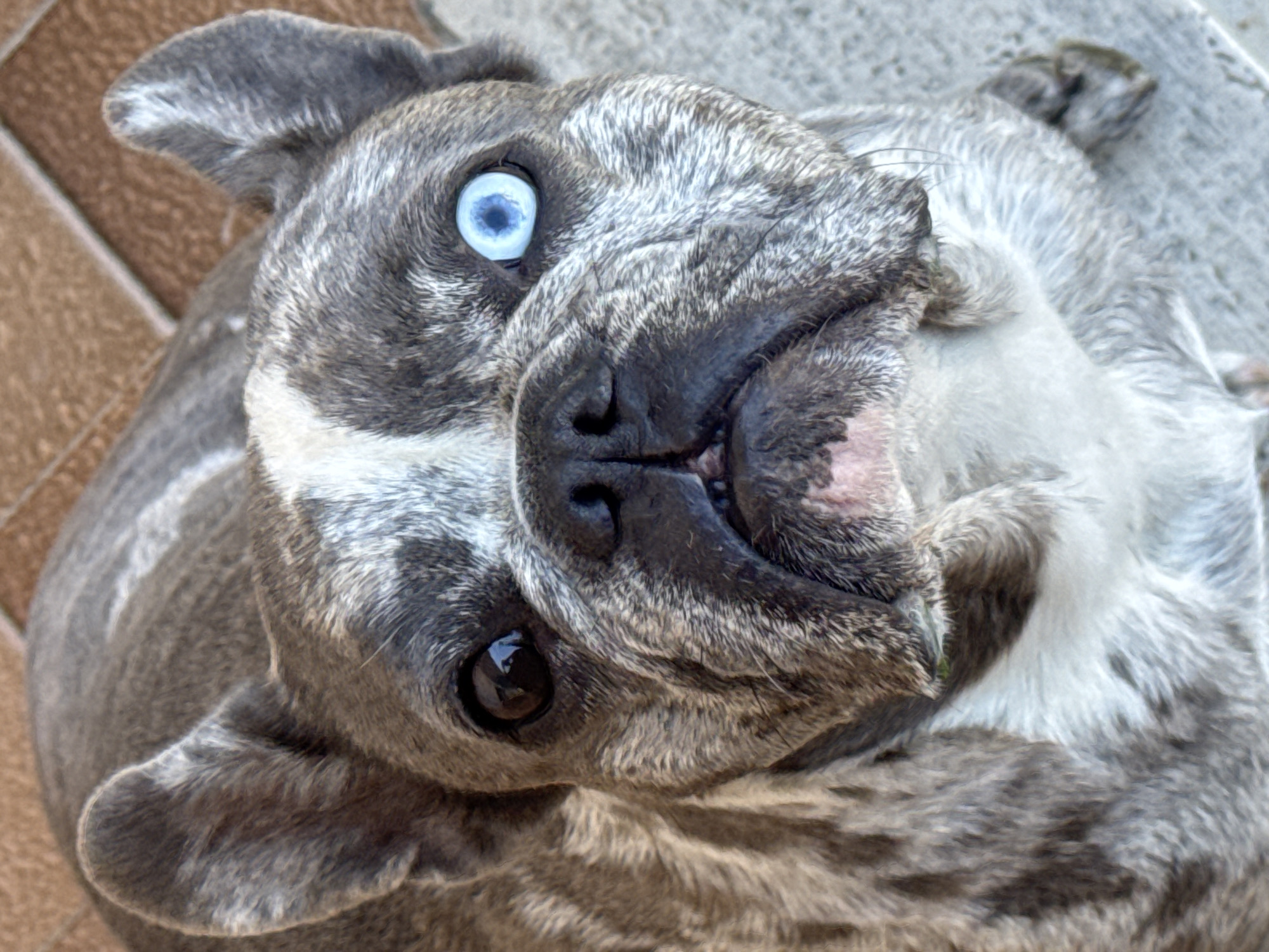 The image is a close-up, high-angle shot of a French bulldog with heterochromia, meaning its eyes are different colors. The dog's left eye is dark brown, and its right eye is a striking blue. Its fur is a merle pattern, with patches of gray, white, and black. The dog is lying down on a textured surface that appears to be concrete or pavement, with a warmer-toned, possibly tiled or brick surface visible in the background. The lighting suggests it is daytime. The image does not contain any identifiable landmarks or features that would indicate its location within San Benedetto del Tronto, Italy.