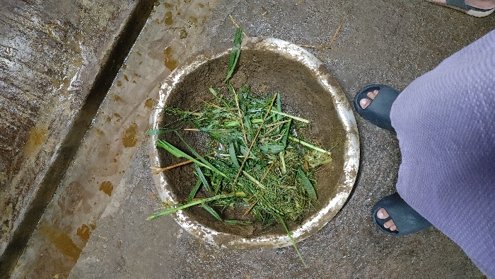 A metal basin filled with grass and dirt sits on a rough concrete surface in Savar, Bangladesh. The basin is slightly dented and worn. A person wearing black sandals and a lavender-colored dress stands with their feet on either side of the basin. The person's right foot is slightly closer to the camera. The scene is taken from an overhead perspective. The person's left foot is visible in the frame. The person's left hand is not visible. The background is a concrete surface that appears to be stained with brown streaks. The ground around the basin is dry.