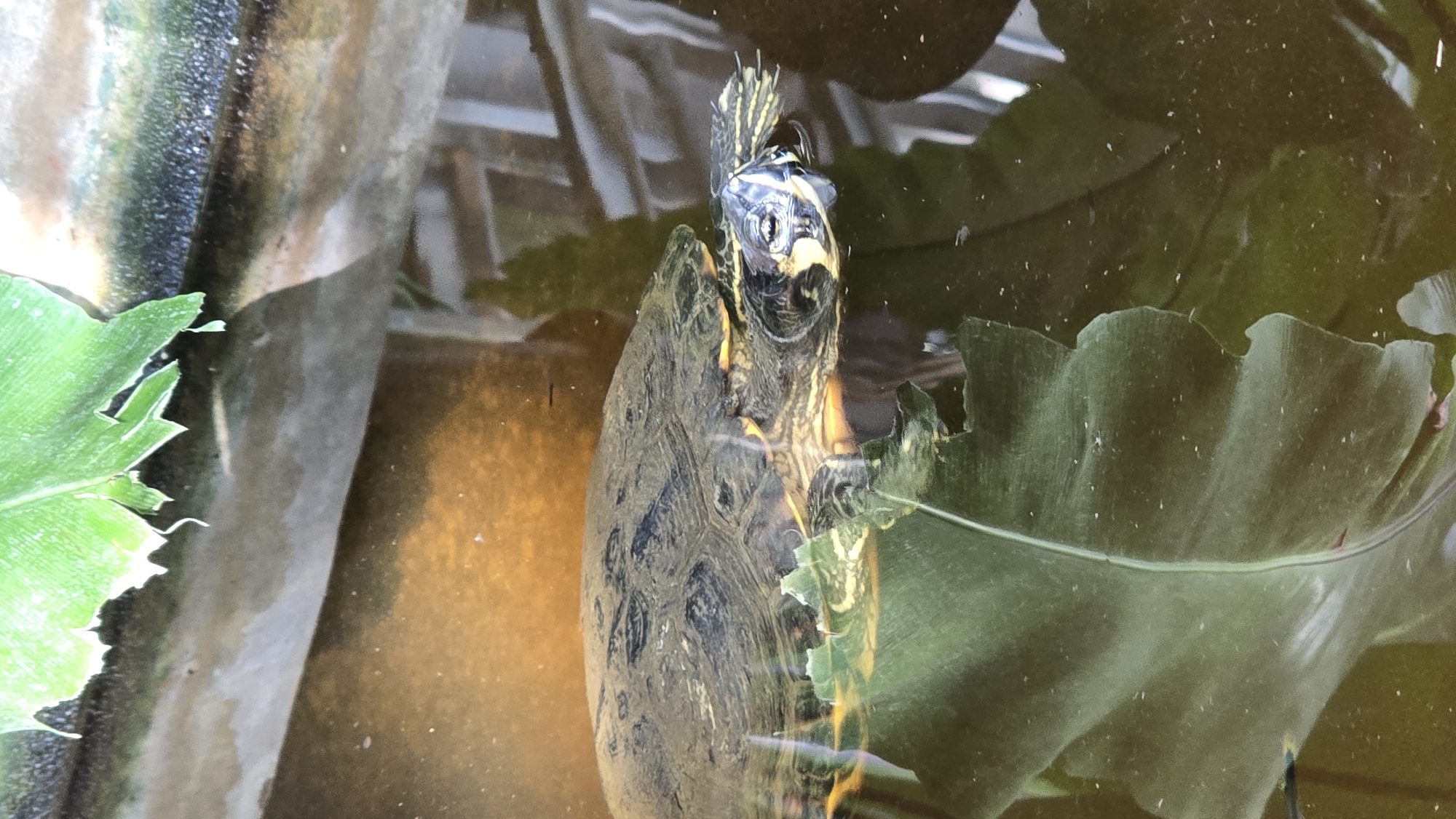 The image shows a turtle swimming in murky, greenish-yellow water. The turtle's head and front legs are visible above the surface, with its shell submerged. The turtle has yellow and black markings on its head and neck. Some green aquatic plants are floating on the surface and submerged in the water, with one leaf appearing to be partially eaten by the turtle. The background consists of dark, textured surfaces, possibly rocks or the edge of a tank, with some lighter, blurred shapes suggesting a more distant background. The overall lighting appears to be natural daylight, creating reflections on the water's surface. The scene conveys a sense of calm, natural behavior of the turtle within its aquatic environment. There is no visible text in the image.