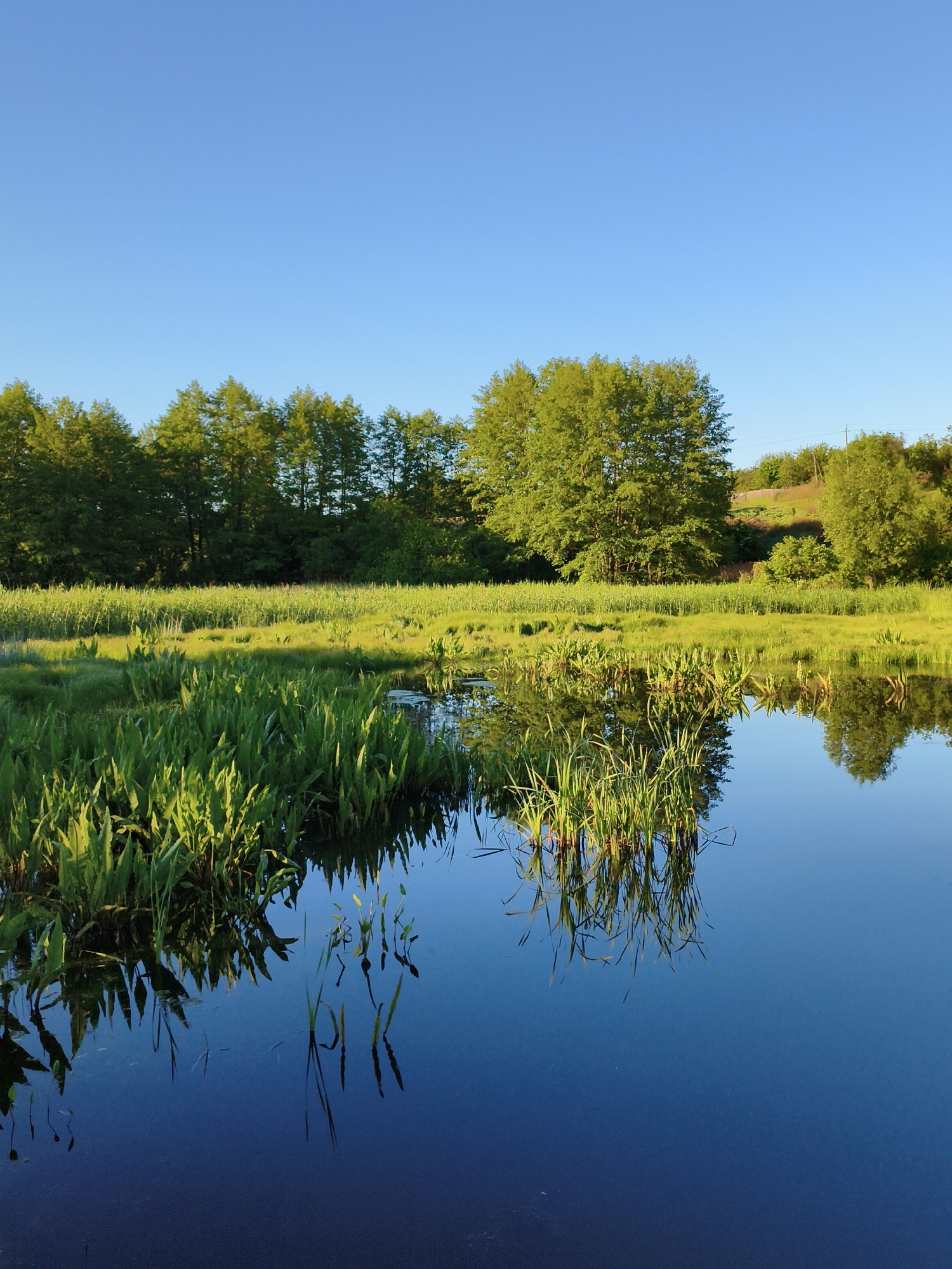 The image captures a serene natural scene in Ustyvytsia, Ukraine. A body of water, likely a pond or slow-moving river, dominates the foreground. The water's surface is smooth, reflecting the vegetation and sky above, with aquatic plants emerging from the water's edge. Beyond the water lies a lush green landscape, with tall grasses and trees lining the bank. The sky above is clear and blue. No people are visible.