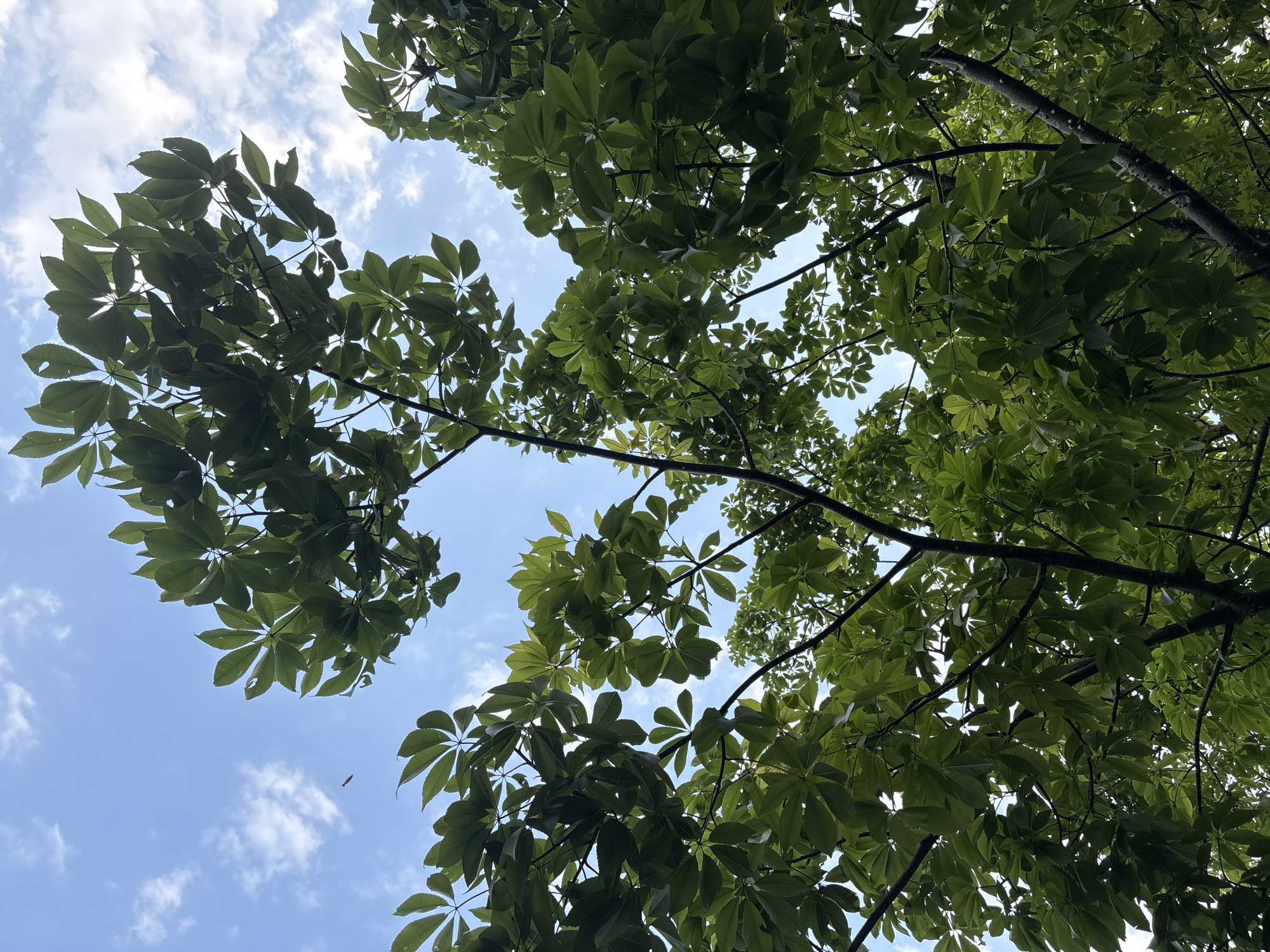 The image shows a view looking up into a canopy of green leaves against a blue sky with scattered white clouds. The leaves are clustered in groups, suggesting they belong to one or more trees with compound leaves. The branches of the trees are visible, framing sections of the sky. A small, elongated shape (possibly a leaf or small object) is present in the bottom left quadrant, drifting through the sky. The location, San Bernardino Tlaxcalancingo, Mexico, is not evident from the visual information in the image. No people, objects, actions, or interactions are depicted other than the environmental elements of sky, clouds, tree foliage, and a possible drifting object.