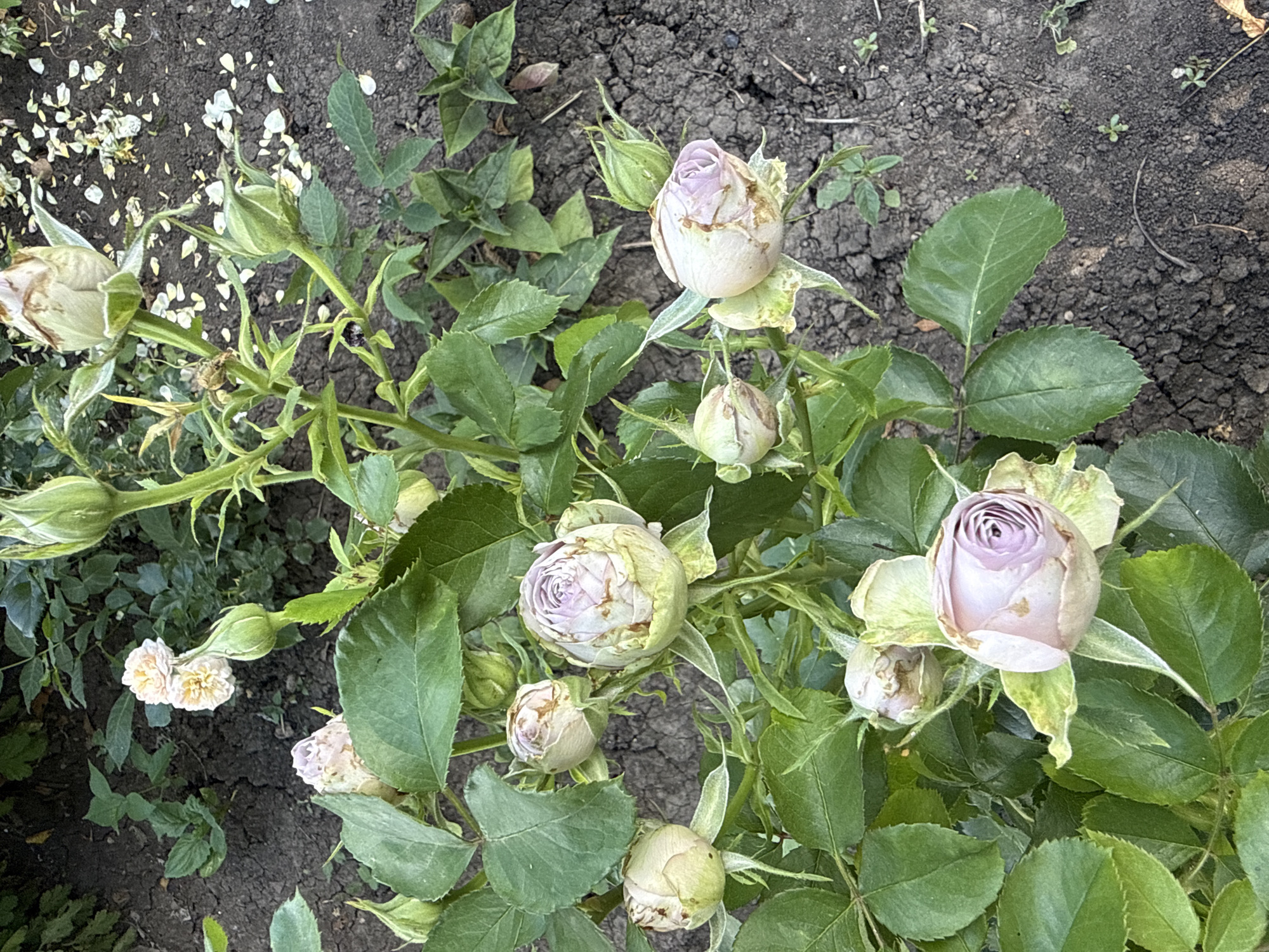 The image shows a close-up view of a rose bush with several buds and a few partially opened flowers. The roses are a pale pink and white color. The bush has green leaves and thorny stems. The background is dark soil with some dry leaves scattered on the ground. The scene appears to be outdoors in a garden. The location is identified as Bereznehuvate, Ukraine. There are no people or animals visible in the image. The overall impression is of a natural garden setting.