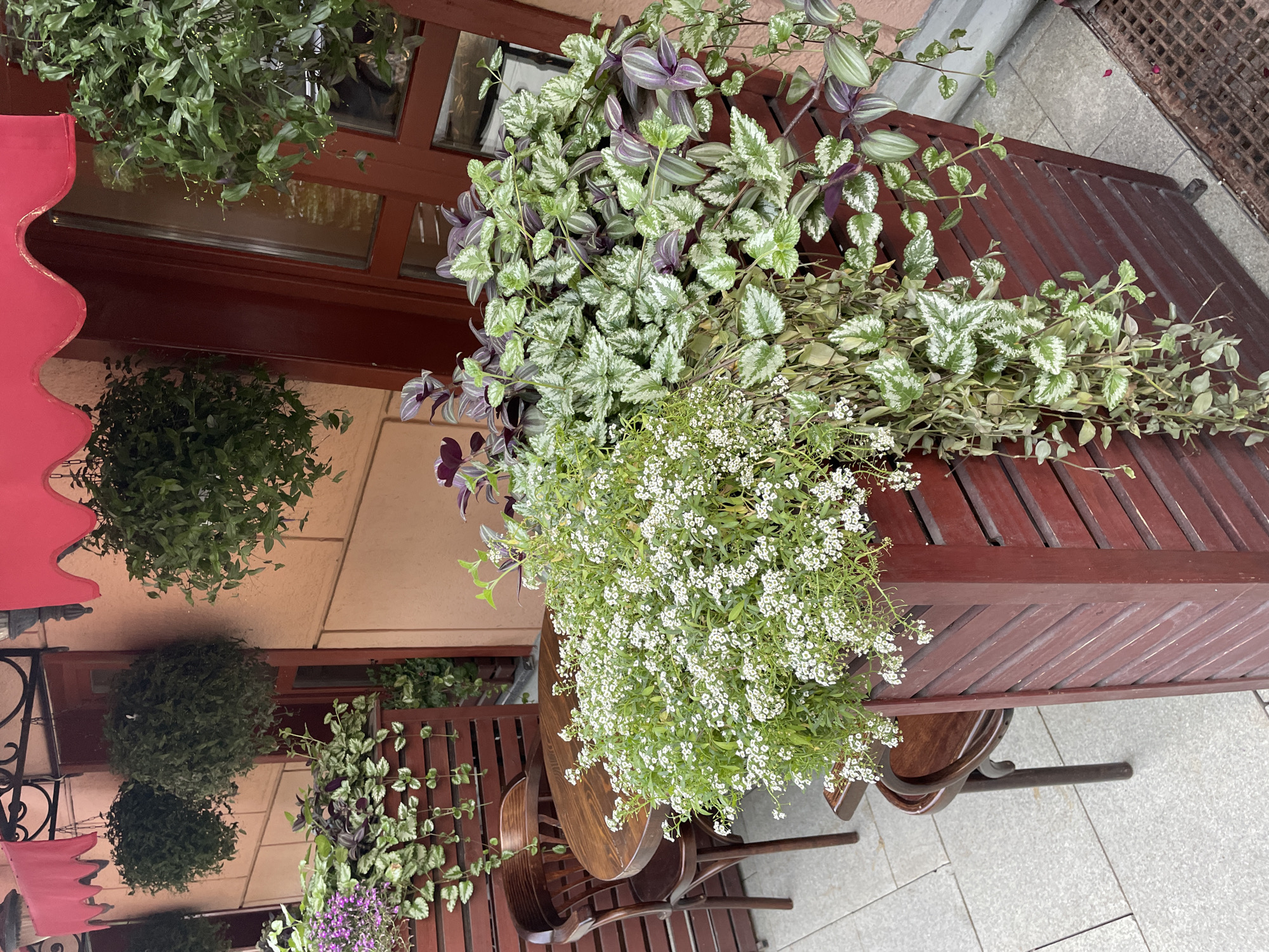 A slightly rotated outdoor image shows a sidewalk cafe in Moscow, Russia. A red awning is visible on the left side of the image, along with dark brown wooden chairs and tables. The cafe is decorated with various hanging plants. One plant with small white flowers is prominent in the center of the image, and another plant with variegated green and purple leaves is present. The background features a building facade painted in light beige. The cafe appears to be set up for customers, but it is currently empty.