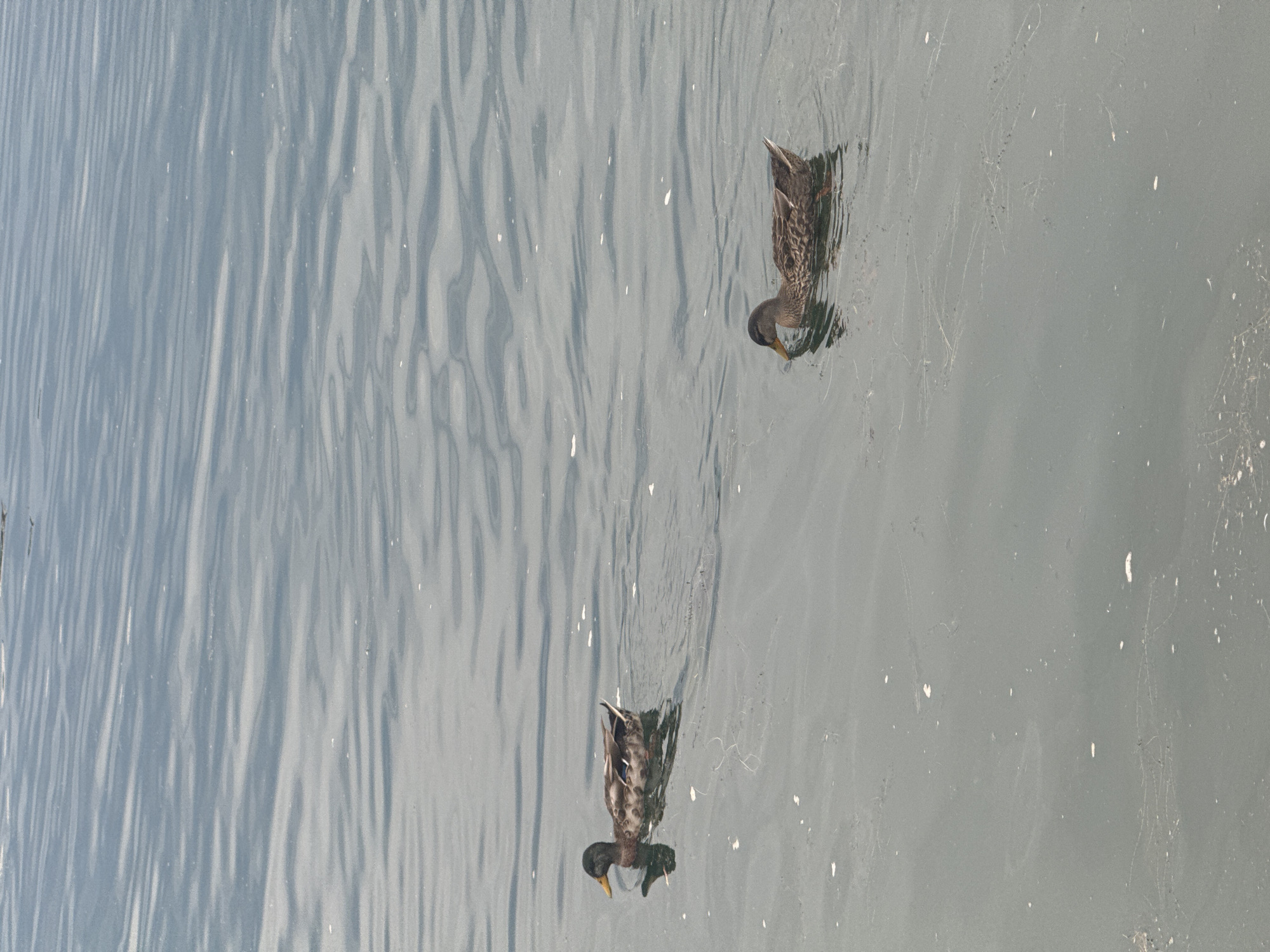Two ducks are swimming in the water. The duck on the left is closer to the viewer and is facing left, with its head slightly lowered. The duck on the right is further away and is facing to the right. The water is calm with ripples and appears to be somewhat murky, with small white specks floating on the surface. The background is a blur of the water's surface. The scene is devoid of any human presence.
The location in Irkutsk, Russia, is not identifiable from the provided image.