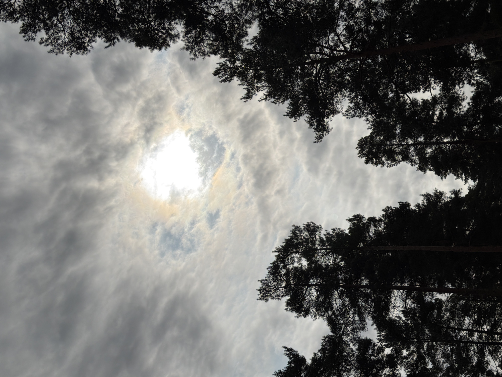 The image captures an upward view of a cloudy sky with silhouetted trees in Priežlejas, Latvia. A bright, circular aperture of sunlight is visible near the upper center, penetrating a dense layer of altocumulus clouds. The clouds immediately surrounding this central light source display subtle iridescence with light yellow and orange tones. Multiple tall coniferous trees, consistent with pine species, are positioned in dark silhouette along the lower and lateral edges of the frame, their branches and needles indistinct against the illuminated sky. No human subjects, animals, or artificial structures are depicted, nor are any actions or interactions observable.