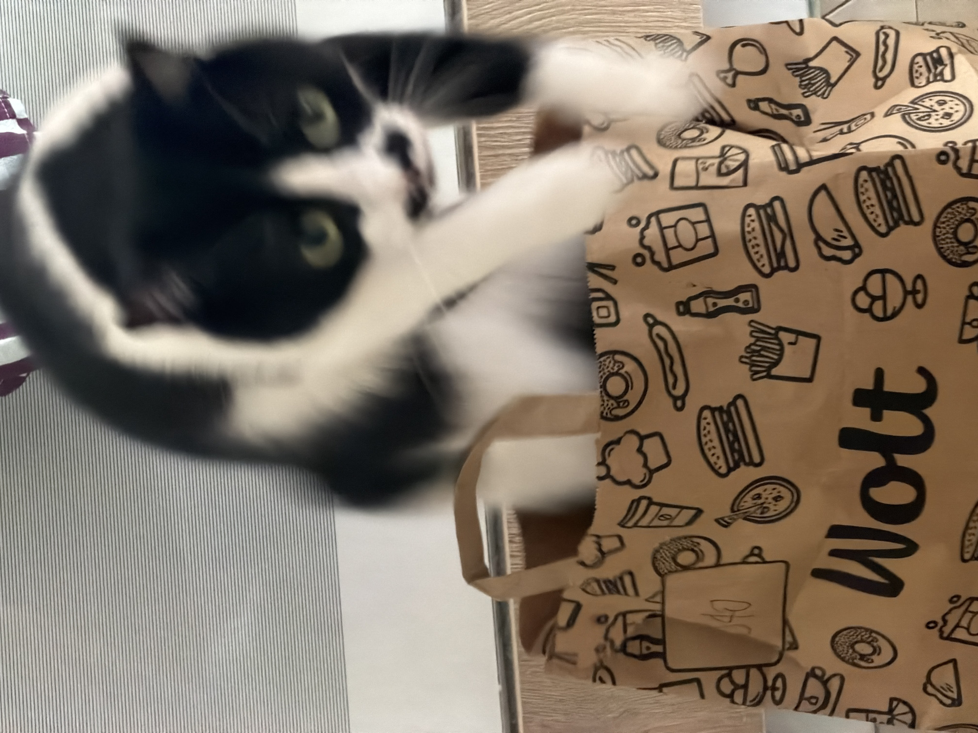A blurred image shows a black and white cat in motion near a brown paper bag with black food-related icons, and the word "Wolt." The bag is on a wooden surface next to a surface with vertical stripes. The exact location in Belgrade, Serbia cannot be determined from the visual information provided.