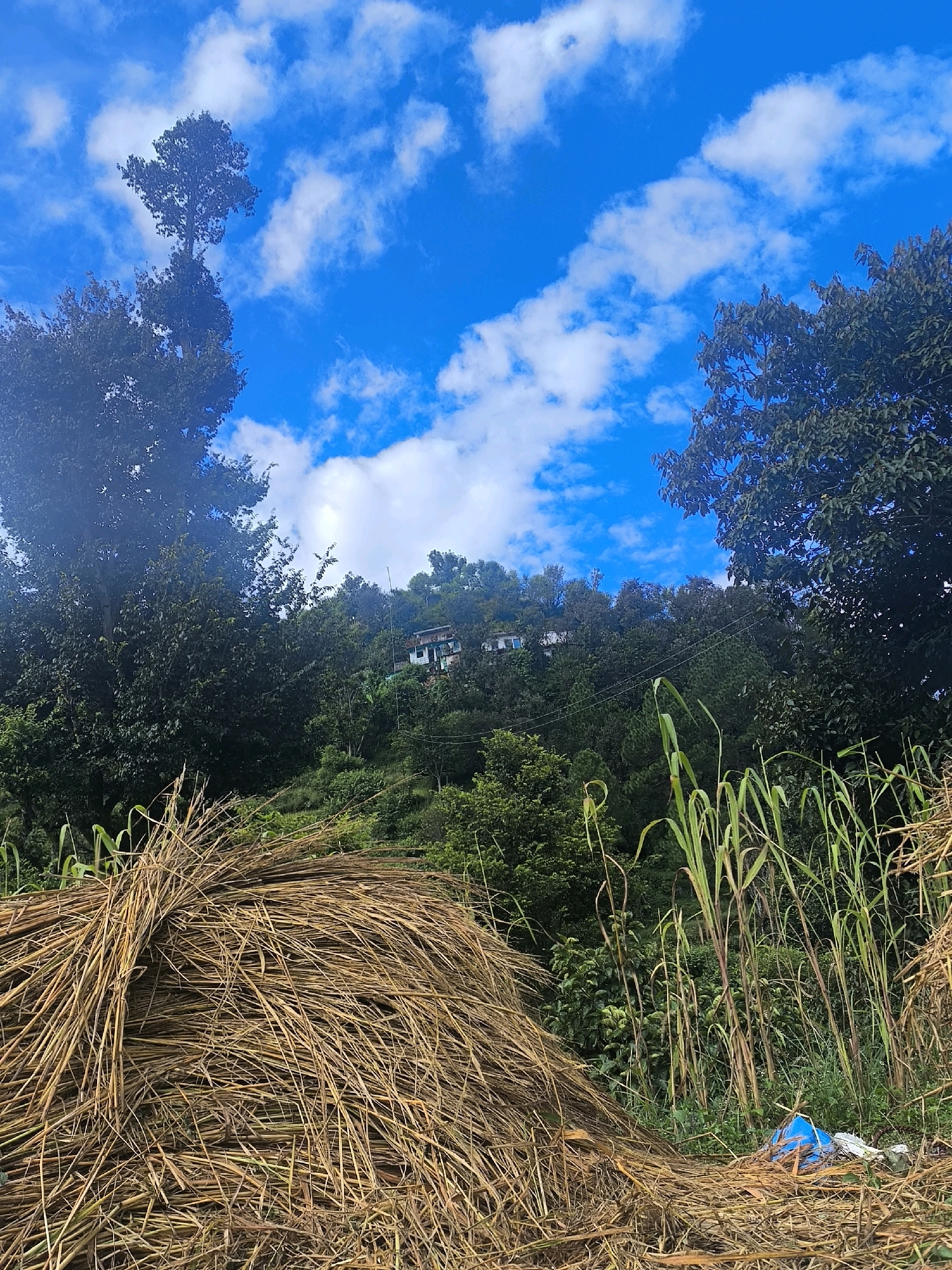 An outdoor, eye-level, wide shot captures a hillside view under a bright blue sky filled with white clouds. In the foreground, a large pile of dried, golden-brown stalks is to the left, and taller, green stalks with some dried sections are to the right. A blue plastic bag and some white debris are visible near the base of the green stalks. The middle ground of the image is dominated by a lush, green hillside covered in dense trees and vegetation. Several buildings, appearing to be houses with light-colored walls and dark roofs, are nestled amongst the trees on the upper portion of the hill. A few utility poles and wires are also present. The top of the frame features the vibrant blue sky and the crowns of tall trees.
