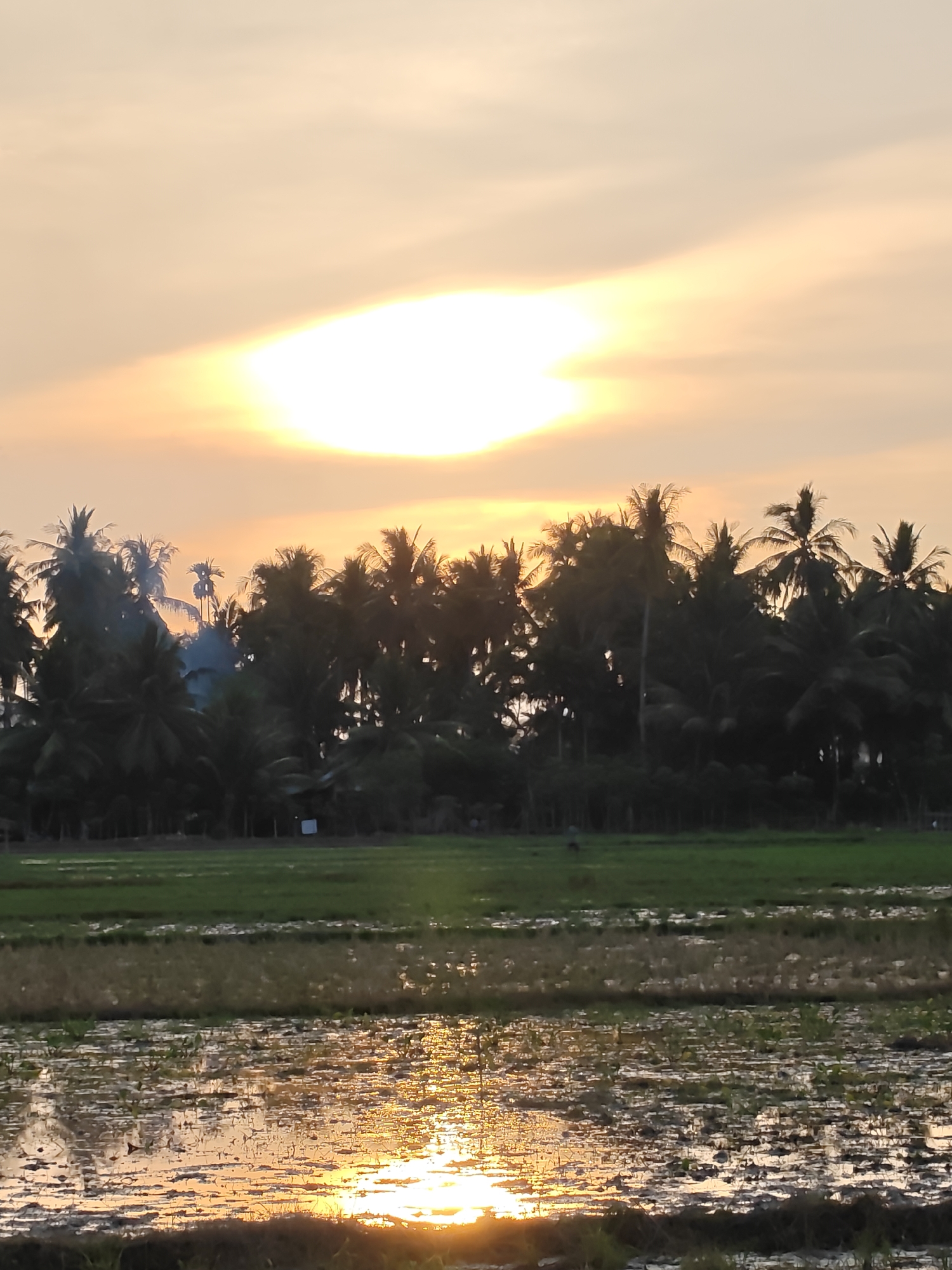 A wide-angle, vertical shot captures a sunset over a rural landscape in Uleegajah, Indonesia. The sky is a gradient of warm orange and yellow, with the sun appearing as an intensely bright, oval-shaped light source partially obscured by clouds. A dense line of dark green palm trees runs horizontally across the middle ground, silhouetted against the vibrant sky. In the foreground, water-filled rice paddies reflect the golden light of the setting sun, creating a shimmering, textured surface interspersed with patches of dark soil and small green plants. The overall impression is one of natural beauty and tranquility during dusk.