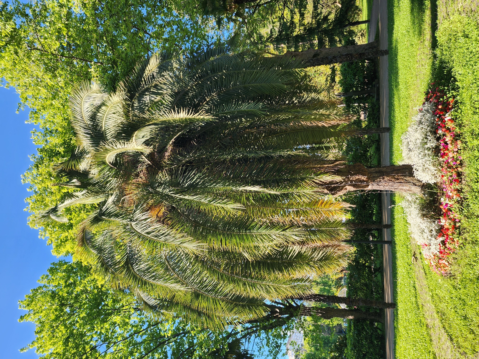 This media file captures a serene outdoor scene in what appears to be a park or botanical garden, consistent with the subtropical climate of Sochi, Russia.
The central subject is a large, vibrant palm tree with numerous green fronds that dominate the mid-ground. Its fronds are densely packed and show varying shades of green, with some areas brightly lit by the sun and others in shadow. Surrounding the palm tree, especially in the background and to the left, are other lush, green deciduous trees, creating a dense canopy of foliage against a clear, bright blue sky.
The lower portion of the image reveals a well-maintained grassy lawn. Adjacent to this lawn, running diagonally through the scene, is a paved pathway, partially illuminated by sunlight and partially covered in shadows cast by the surrounding trees. Alongside the grassy area and bordering the path, there is a decorative flowerbed bursting with color. This flowerbed features clusters of bright red and pink flowers, interspersed with white or silver-leafed plants, adding a vibrant accent to the natural green landscape.
The time of day appears to be sunny daytime, likely morning or late afternoon, as evidenced by the distinct shadows cast across the path and grass, and the bright illumination on the tree canopy and flowerbed. The weather is clear with no clouds visible. There are no people visible, and no specific activities or events are taking place, presenting a peaceful and tranquil environment. No visible text is present in the image.