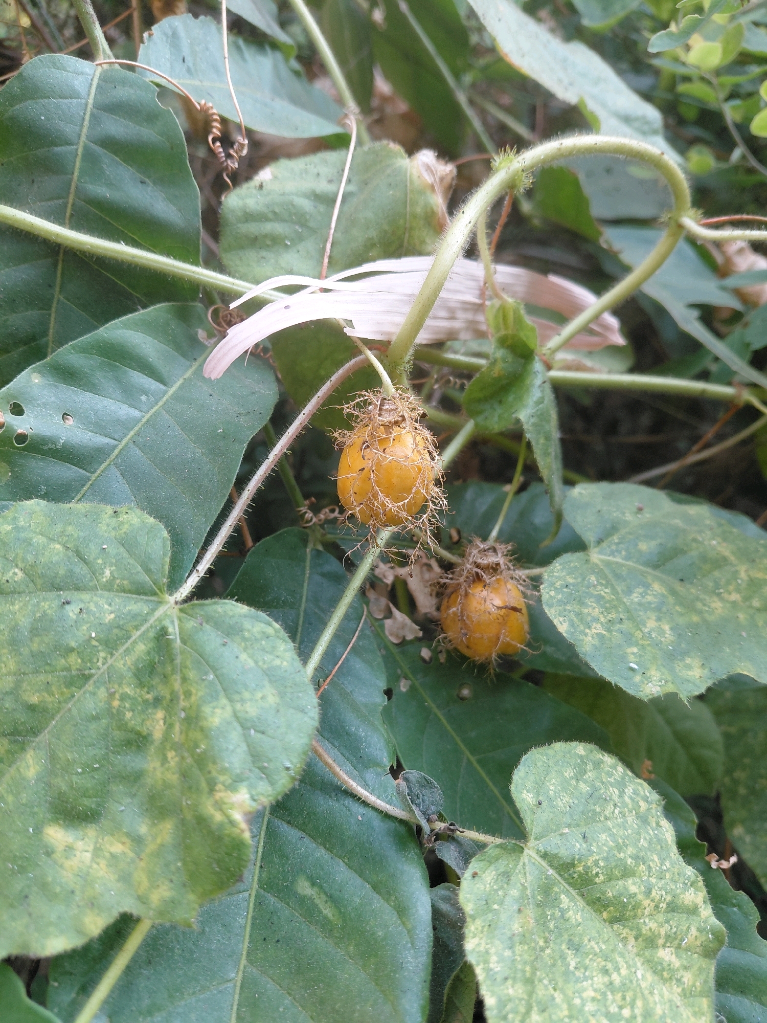The image displays a close-up view of passionflower fruits on a vine, set against a backdrop of green leaves. Two ripe, orange passionflower fruits are visible, each enclosed in a hairy calyx. The fruits hang from thin stems that are entwined with the vine. The leaves are broad and veined, some exhibiting a mottled pattern of lighter green. A thin, curling tendril of the vine is also prominent. The overall environment suggests a natural, leafy setting. The location is identified as Patunjungan, Indonesia. No people or specific actions are depicted.