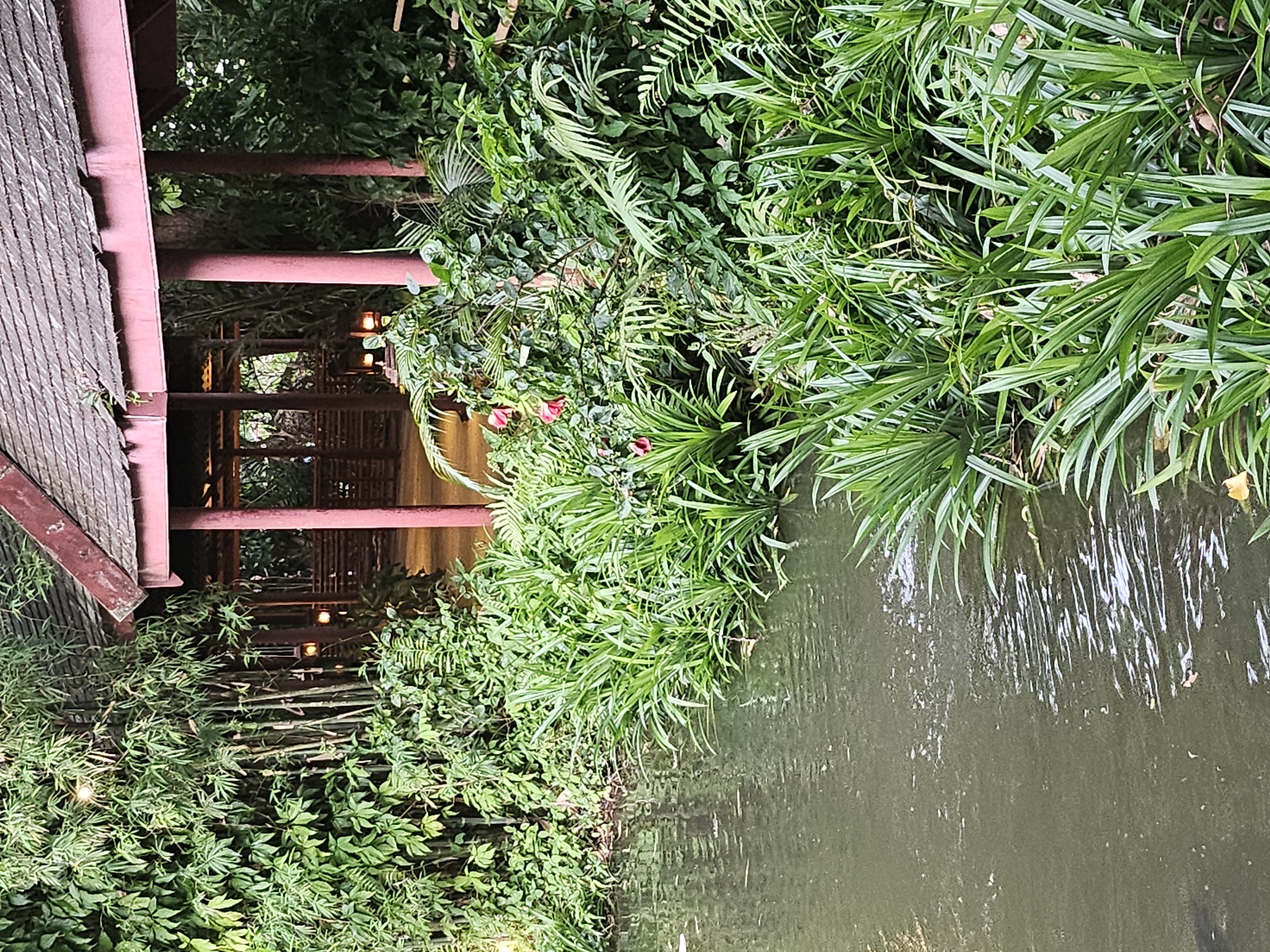 The image depicts a tranquil scene of lush greenery bordering a body of dark water. A wooden structure, possibly a bridge or walkway, with a weathered roof and reddish-brown supports, is visible on the left. This structure extends into a shaded area where small, warm lights are visible, suggesting it might be a dining area or a pathway illuminated for evening use. The vegetation is dense, featuring a variety of plants, including ferns and grasses, with some delicate pink flowers peeking through. The water's surface is rippled, reflecting the surrounding foliage and light. The overall impression is one of a serene, tropical environment, possibly a garden or a waterside restaurant in a location like Ko Kaeo, Thailand, likely during dusk or evening due to the artificial lighting. No people or text are visible in the image.