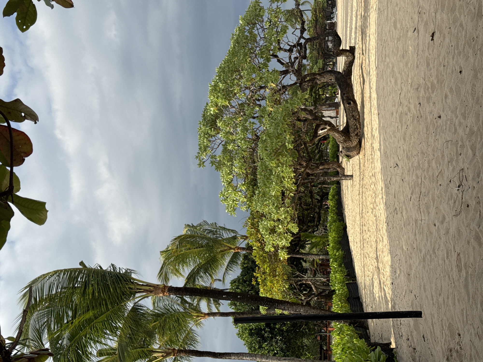 The image shows a beach scene in Kuta Selatan, Indonesia. A sandy beach occupies the right side of the frame, with some vegetation growing along the edge of the sand. There's a large, mature tree with a thick trunk and expansive foliage, extending from the beach towards the sky. Palm trees are also visible on the left side of the image, with their fronds reaching upwards. The sky is overcast with a mix of white and grey clouds. The scene appears peaceful and serene.