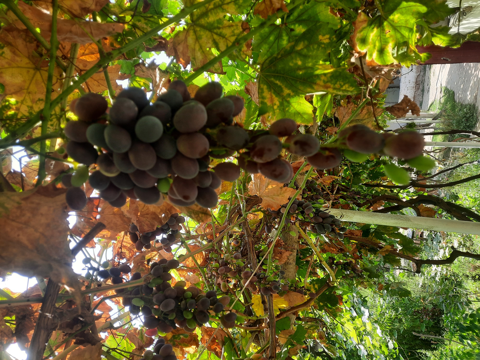 An upward-looking, medium shot captures clusters of ripening grapes hanging from a vine in Восеабад, Tajikistan. The grapes are a deep purplish-brown with some showing hints of green. They are clustered on thick stems, with some stems bearing multiple bunches. The vine has large, dried leaves, some yellowing and brown, indicating late summer or early autumn. Other green leaves are also present, interspersed with the dried ones. The scene is dappled with sunlight filtering through the foliage, creating bright highlights and shadows. In the background, there's a glimpse of lush green vegetation, suggesting a garden or natural setting. To the right, a narrow pathway, possibly a dirt or gravel road, leads away into the distance. A white-painted post, likely part of a trellis or support structure, stands vertically within the frame. The overall impression is one of abundant harvest in a rural or semi-rural environment.
