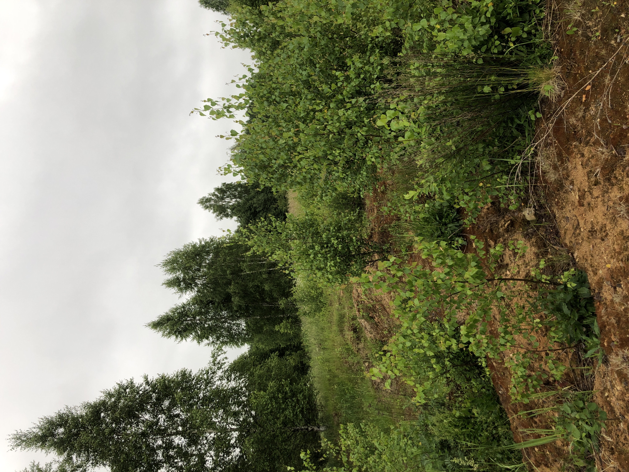 A landscape photograph captures an overcast day in a wooded area with a mix of trees and undergrowth. The foreground is dominated by a reddish-brown, sandy embankment covered in sparse vegetation and dry twigs. Several young birch saplings with light green leaves are growing on this embankment. Behind the embankment, a dense growth of green foliage, including bushes and taller trees, fills the midground and extends into the background. The sky is a uniform gray, indicating cloudy conditions. The scene is natural and appears to be an undeveloped or semi-wild area, potentially on the outskirts of Zhukovo, Russia. No people or animals are present in the image.