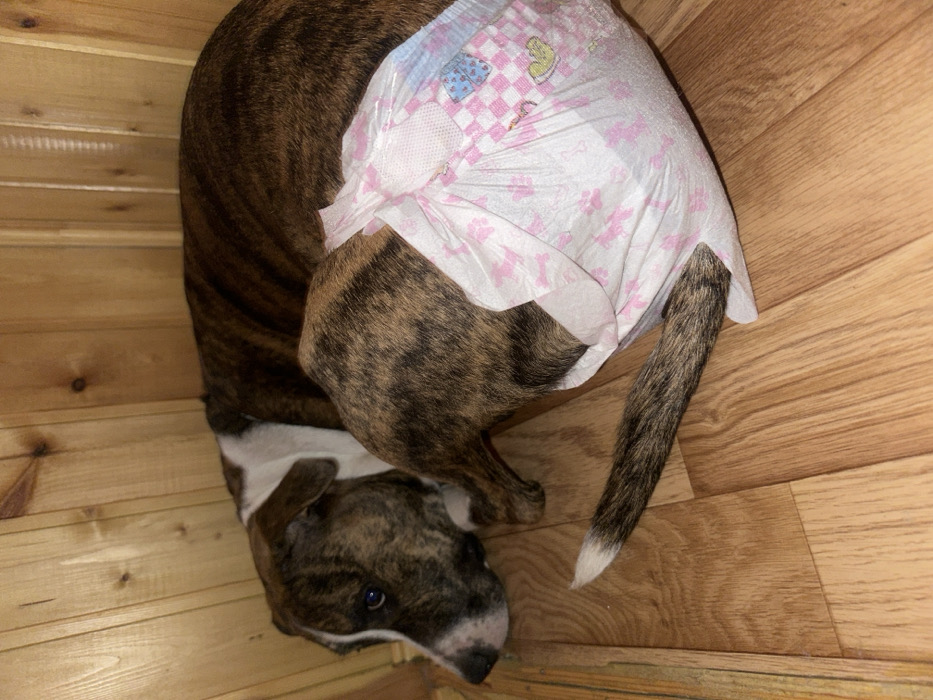 An indoor scene in 3-Y Uchastok, Russia, depicts a brindle and white short-haired dog lying on its right side on a light-colored wooden plank floor. The dog's head is positioned on the left, facing towards the viewer, with visible dark eyes and a white muzzle area. Its hindquarters are covered by a disposable dog diaper, predominantly white and pink, patterned with small paw prints, hearts, and a checkered design. The dog's brindle tail, which features a distinct white tip, extends from an opening in the diaper, resting on the wooden floor. The background consists of a vertical wall constructed from light-toned wooden slats. No human subjects or other animals are visible.