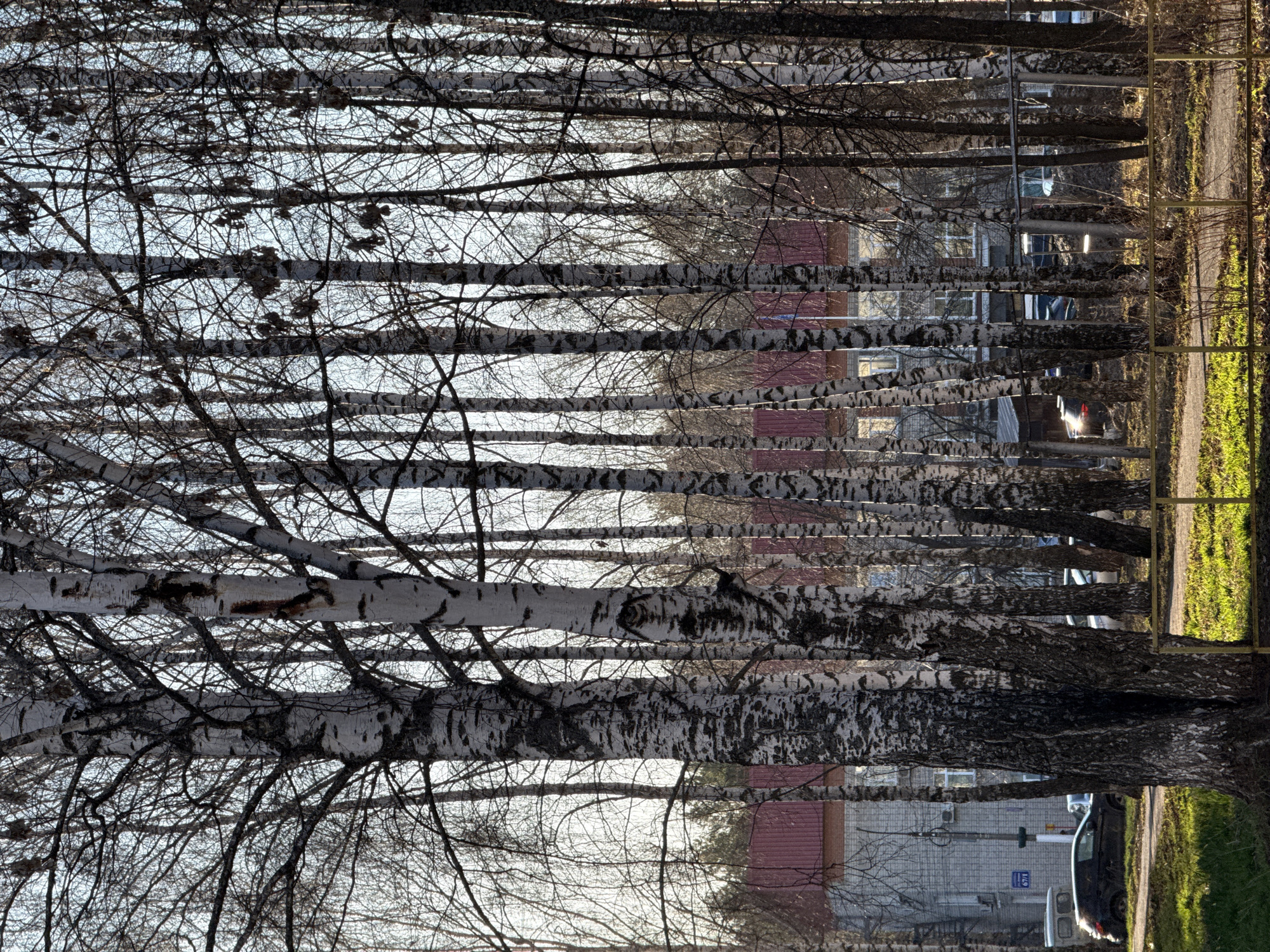 The image presents a row of birch trees, characterized by their distinctive white bark with black markings, standing along a street in the city of Chaikovsky, Russia. The trees are mostly bare, indicating a late autumn or winter season. Through the trees, buildings can be seen with red roofs and light-colored facades. Parked cars are also visible between the trees and the buildings. To the right of the trees is a green strip, possibly a lawn or grassy area, which suggests a park or open space next to the road. The background sky is pale and overcast. A fragment of yellow iron fence is visible on the side. A building with the number 67/1 is visible. The scene appears to be a residential area or a parkway in Chaikovsky.