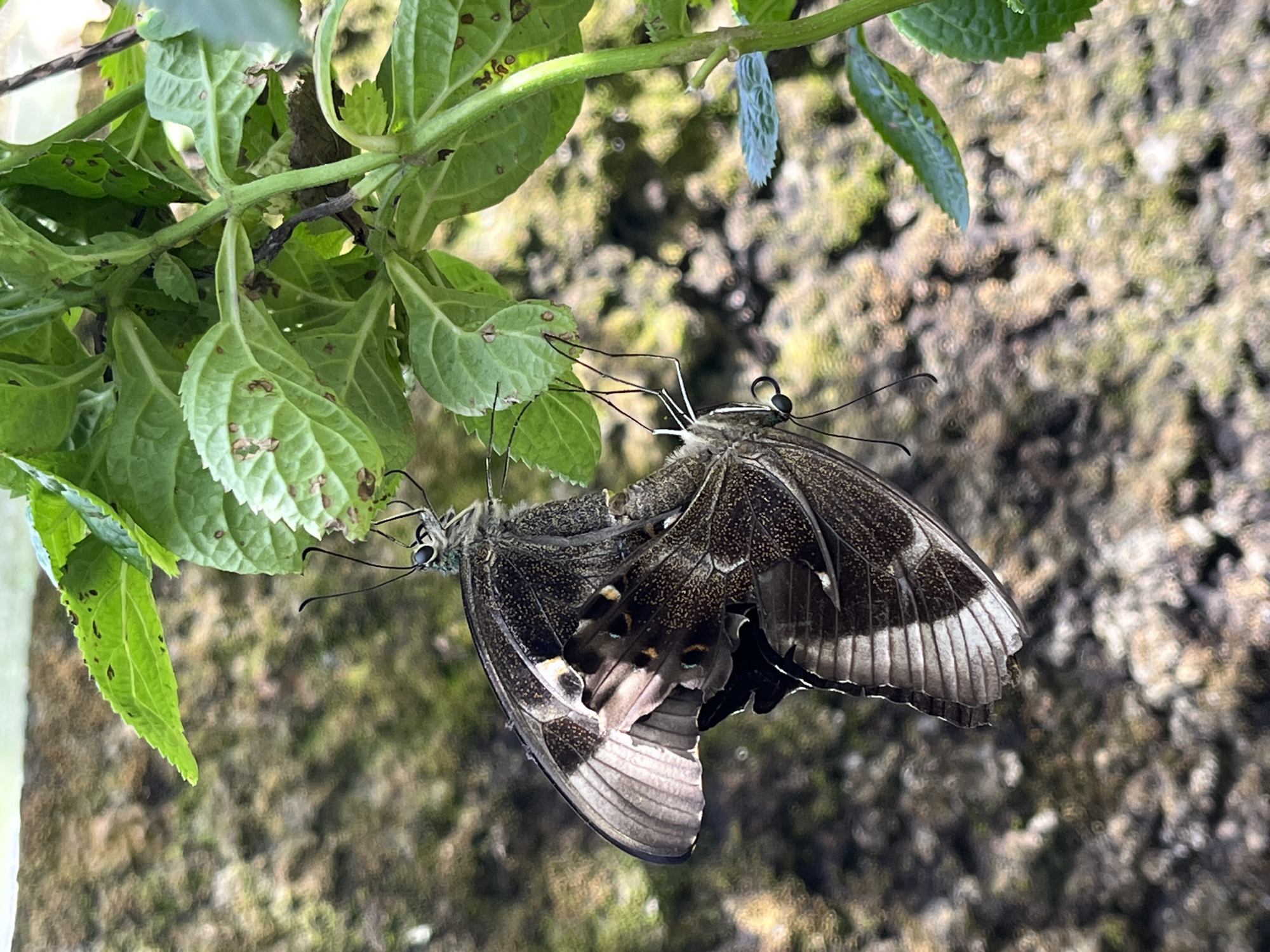 Two butterflies are perched on a green plant against a blurred background of mottled brown and green. The butterflies have dark brown and black wings with white and tan markings. The plant has green leaves with some brown spots. The image was taken in Sukawati, Indonesia.