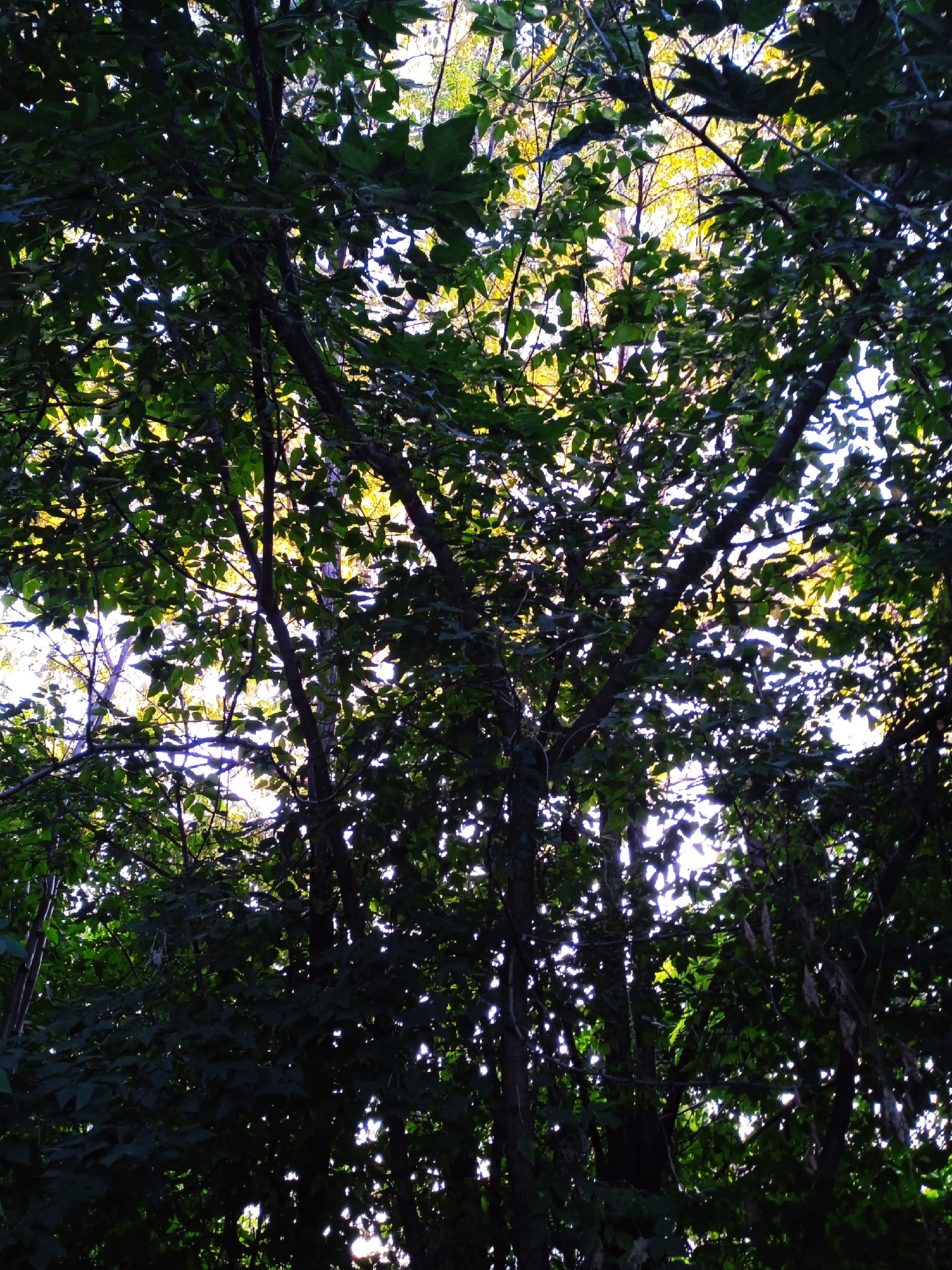 A low-angle shot looks up through the dense canopy of trees towards the sky. The leaves are a deep green, with some areas appearing almost black due to the shadows cast by the overhead foliage. Sunlight filters through the leaves, creating bright spots and dappled patterns across the branches and the sky. The sky itself is a pale white, almost blown out by the bright light. The branches are dark and gnarled, crisscrossing each other as they reach upwards. The overall impression is one of a lush, sun-dappled forest.