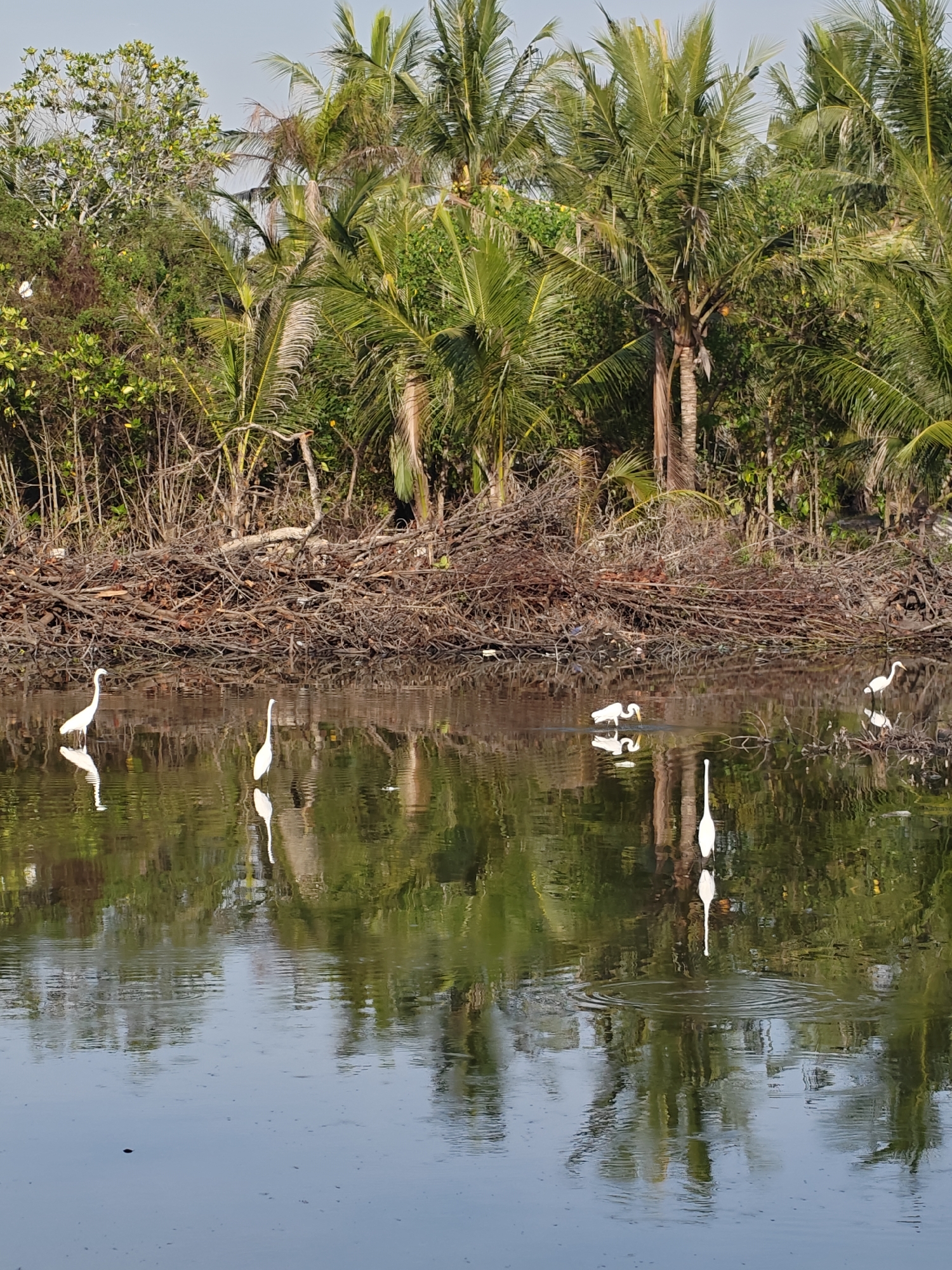 The image shows a tranquil wetland scene, likely located in or near Lhokseumawe, Indonesia. Several white egrets stand in the water, some reflected in the still surface, creating a mirror-like effect. The water appears murky and is surrounded by dense vegetation, including palm trees and other tropical foliage. A pile of dried branches and debris lines the edge of the water, separating it from the trees. The sky is overcast, casting a soft light over the scene. The overall atmosphere is peaceful and natural, highlighting the local ecosystem and wildlife.