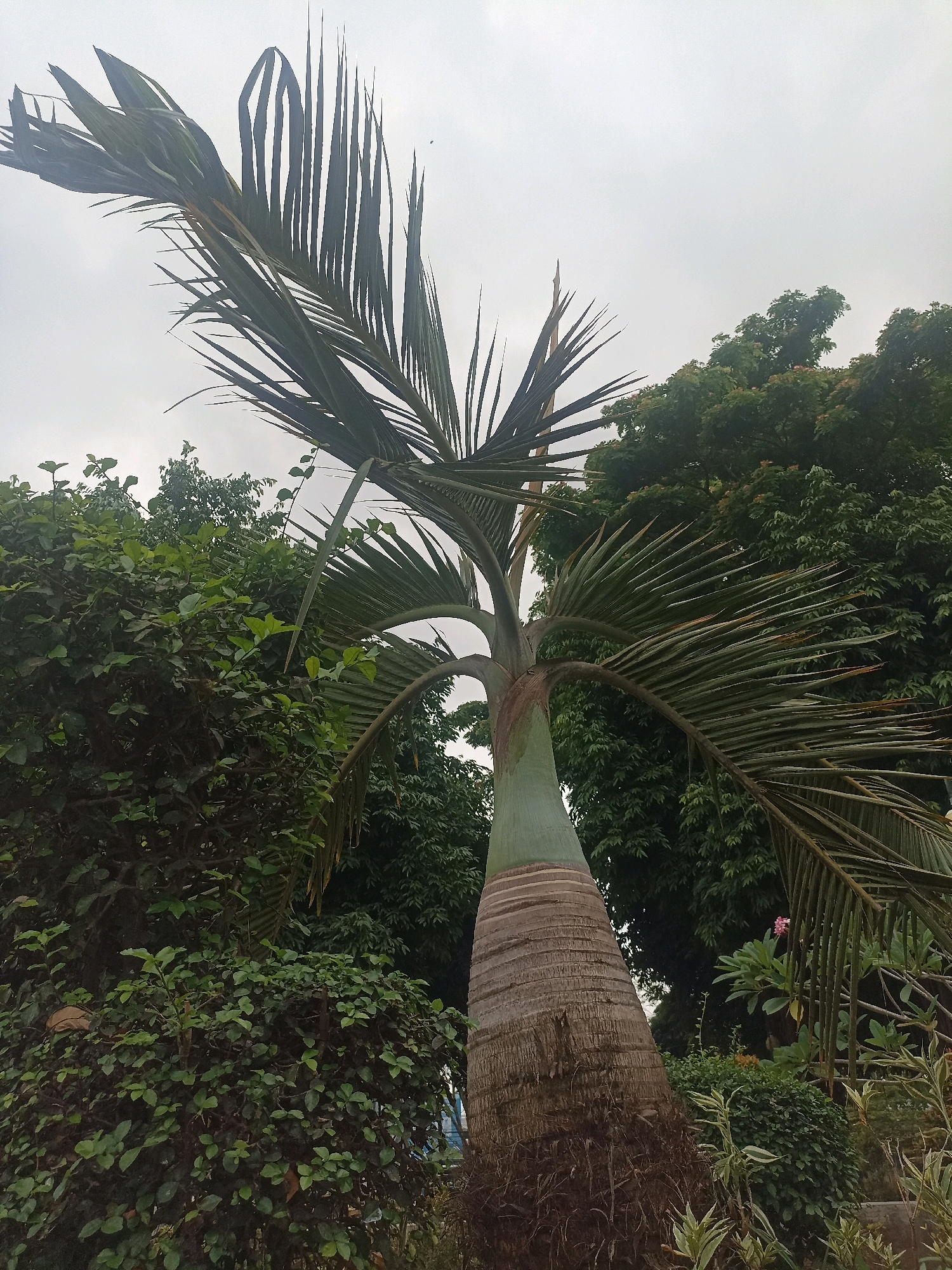 This is a low-angle, medium shot of a palm tree with a thick, textured trunk and fronds extending upwards and to the left. The trunk is primarily covered in a fibrous, brown, and segmented bark, with a smooth, light green section near the base of the fronds. The fronds are dark green and feathery, with some appearing slightly dried or damaged.
Behind the palm tree, a dense arrangement of lush green trees and shrubs forms a backdrop. The foliage is varied, with some bushes appearing manicured and others more wild. In the distance, more mature trees with darker green leaves are visible. A faint pink flower can be seen amongst the greenery on the right side of the image.
The sky above is overcast and a light gray, suggesting a cloudy or hazy day. No people are visible in the image. The overall impression is a naturalistic setting, likely a park, garden, or botanical area.
The image is consistent with vegetation found in the humid tropical climate of Kebumen, Indonesia, a region known for its lush greenery and diverse plant life, including various palm species.