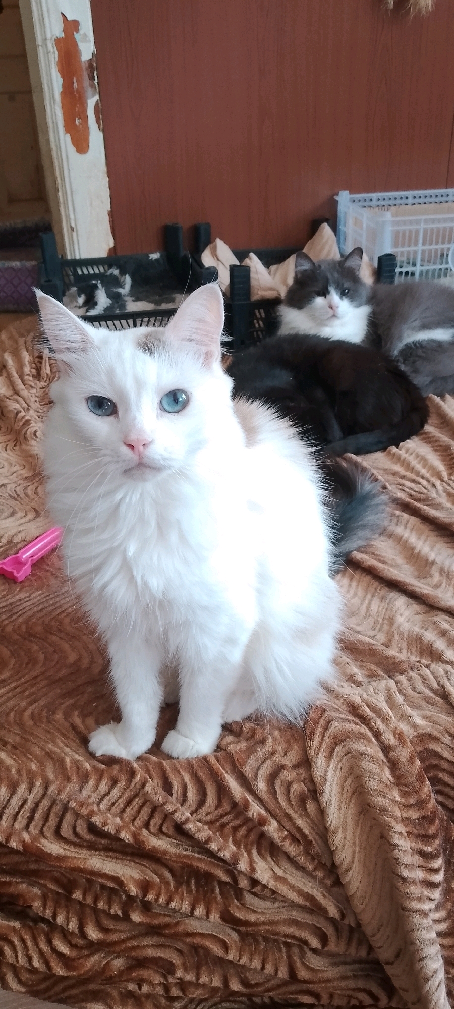 A medium shot captures two cats on a brown textured blanket. In the foreground, a white cat with striking blue eyes and a fluffy coat sits facing the camera. Its left ear has a small brown patch. Behind it, to the right, a grey and white cat reclines, partially obscured by the white cat. A black kitten is curled up next to the grey and white cat. In the background, there are black plastic crates and a white plastic basket. The overall scene is indoors, with a wall painted a reddish-brown color and a portion of a white, peeling column on the left. There is a small pink toy on the blanket near the white cat. The image does not provide information that can be used to determine its location in the city of Belgorod, Russia.