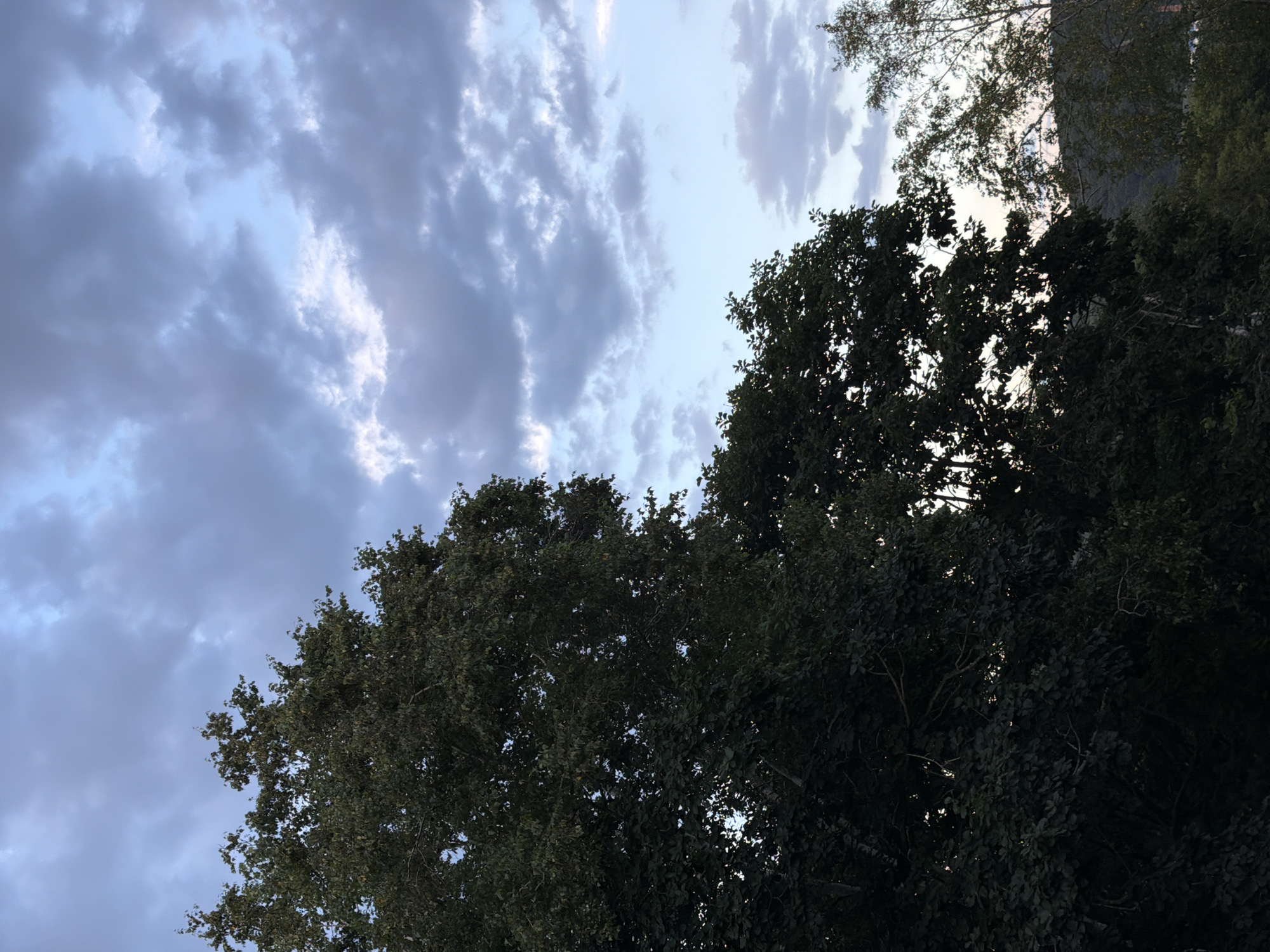 A low-angle, medium shot captures a dusky sky filled with a mix of light and dark gray clouds, punctuated by patches of pale blue. The top portion of a large, dark green deciduous tree dominates the left side of the frame, its branches and dense foliage obscuring much of the sky. To the right of this tree, a smaller, lighter green tree with thinner branches is partially visible. In the background, rolling hills covered in greenery are dimly lit, suggesting the presence of a distant body of water. The lighting indicates either dawn or dusk. The location is not identifiable.