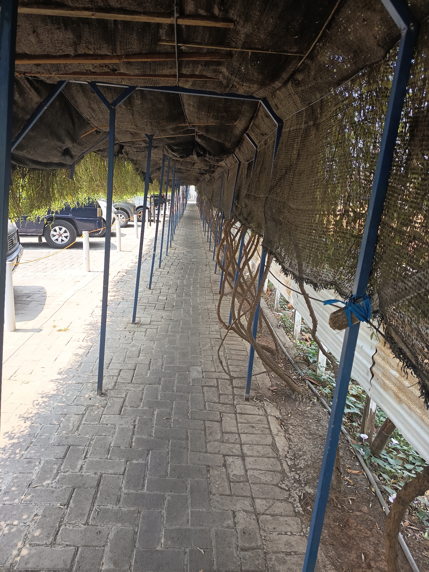 The image depicts a shaded walkway in Dapur, Indonesia, likely part of an outdoor market or seating area. The walkway is paved with grey rectangular bricks arranged in a herringbone pattern. A dark mesh fabric, supported by a metal frame of blue posts and crossbeams, covers the walkway, providing shade. Hanging plants, possibly ferns, are visible on the left side, obscuring parked vehicles. On the right side of the walkway, a corrugated metal fence runs alongside, with a narrow strip of vegetation and soil. Thick, brown vines hang from the mesh ceiling onto the right side of the walkway. The scene is illuminated by sunlight, casting shadows on the walkway. No people are present in the image.