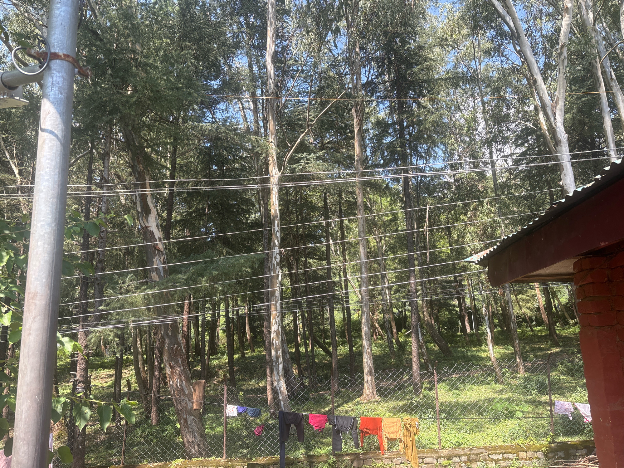 In Palampur, India, a sunlit outdoor scene unfolds with a dense forest as the backdrop. A tall, galvanized metal pole stands prominently on the left, equipped with a rusty clamp and circular attachment. Several parallel clotheslines are strung between unseen points, supporting an assortment of laundry items that include black pants, a red garment, grey trousers, an orange shirt, and yellow garments. A chain-link fence runs horizontally across the mid-ground, separating the foreground from the sloped, verdant terrain of the forest. The forest itself is comprised of numerous tall trees with slender, light-colored trunks and dense green foliage, creating a shaded environment. On the right, a portion of a building is visible, featuring a red brick wall and a corrugated metal roof. The ground is covered with grass and scattered debris. The sky above is a clear, bright blue.