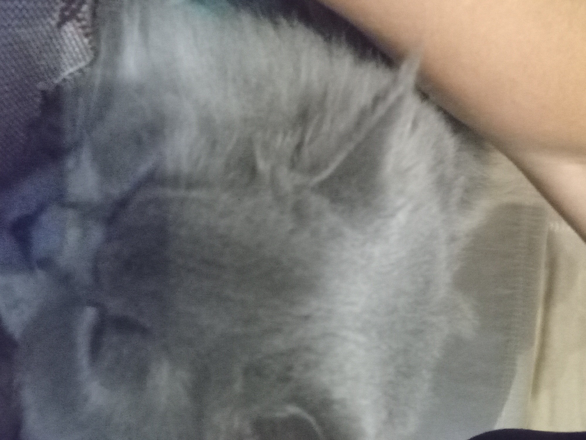 A close-up, slightly blurry image shows a grey cat resting on a surface that appears to be a couch or bed. A person's arm is visible in the upper left portion of the frame, resting near the cat. The scene is indoors, and there are no visible indications of the city of Chuhuiv, Ukraine.