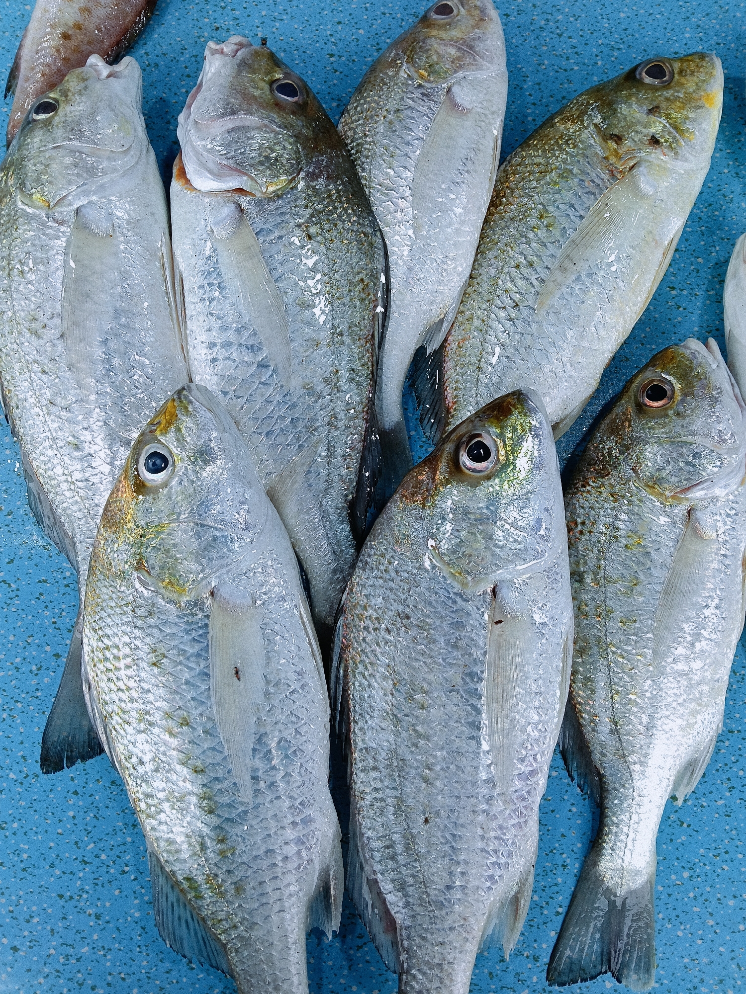 The image shows a close-up of several dead fish lying on a light blue surface. The fish are silver with iridescent scales, some displaying yellow-tinged heads. The scene lacks any human presence or signs indicating it is specifically in Lhokseumawe, Indonesia. Further information would be needed to connect the image to that location.