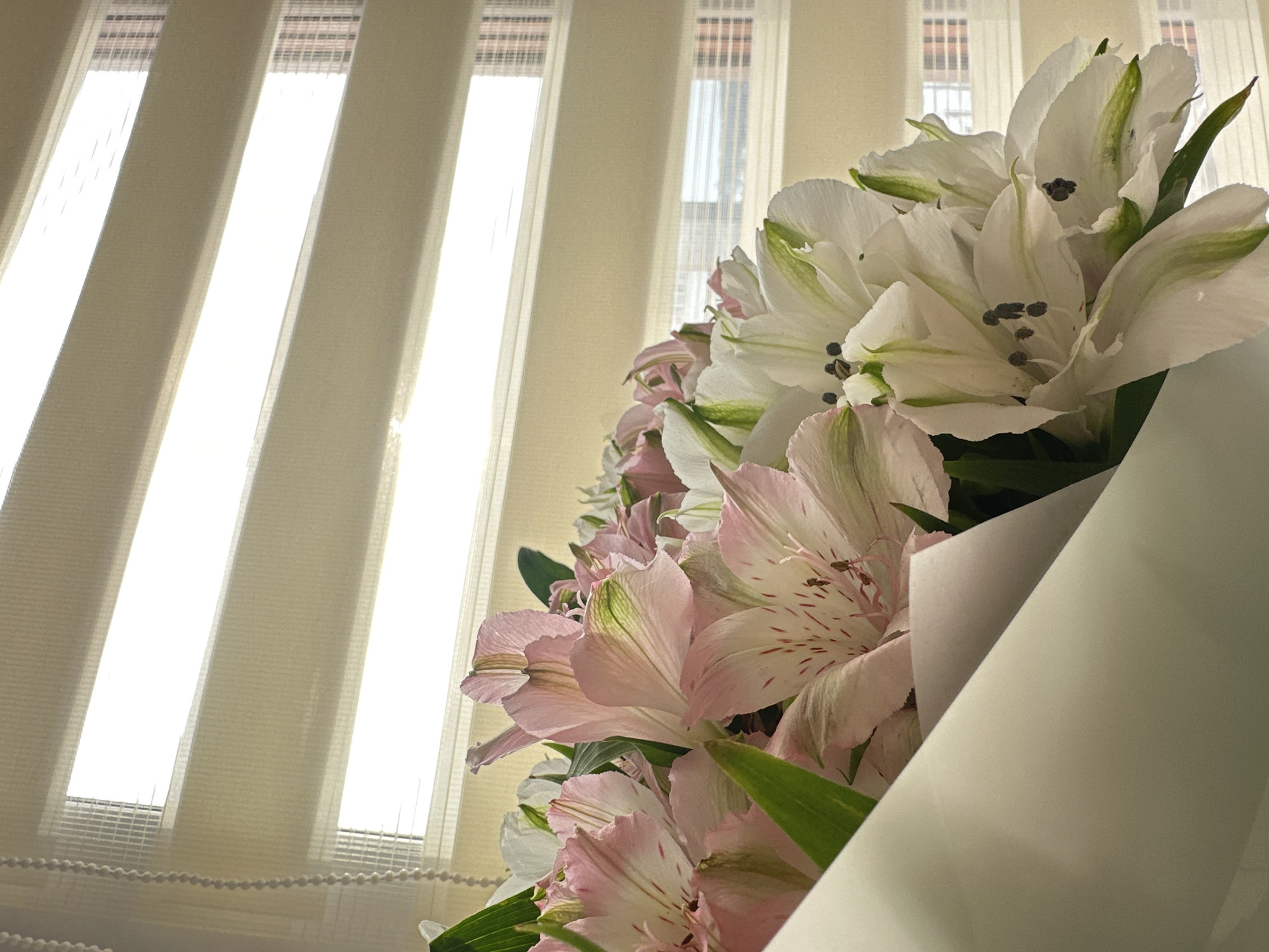 The image captures a close-up of a floral arrangement, specifically a bouquet of alstroemeria flowers, consisting of both pink and white blossoms, some displaying green streaks on their petals. The flowers are partially encased in a light-colored, possibly pale blue or green, wrapping paper. The bouquet is positioned indoors in Chaikovsky, Russia, in front of a window fitted with horizontal 'zebra' blinds, which exhibit alternating opaque and sheer fabric strips. Bright light enters through the sheer sections of the blinds, illuminating the scene and casting striped patterns. Beyond the window and through the blinds' sheer sections, indistinct architectural structures with multiple windows are visible in the background. No individuals are depicted in the scene.