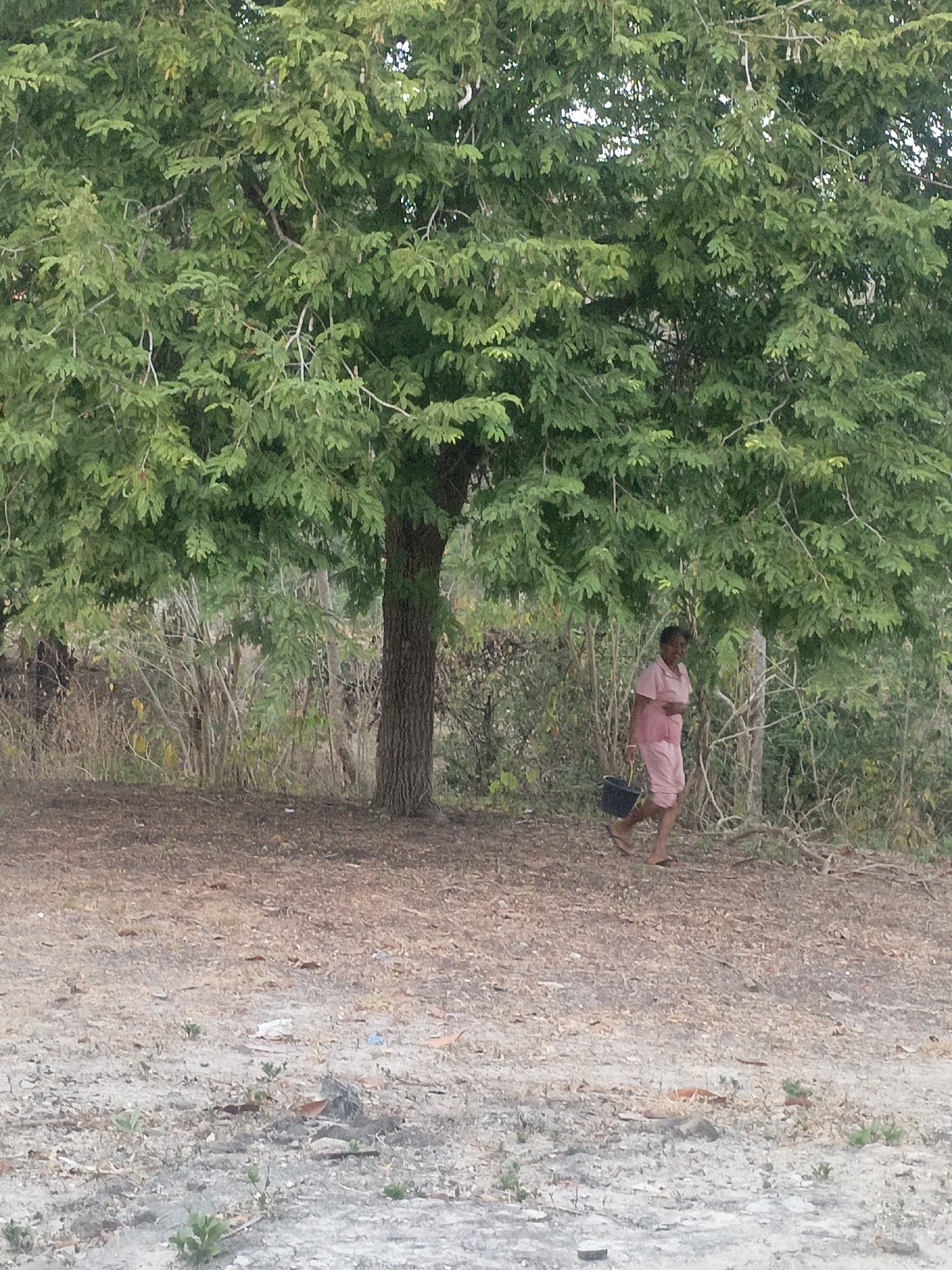 An adult is walking to the right under the shade of a large tree. The person is wearing a pink dress and carrying a black bucket in their left hand. The ground is covered with dry leaves and dirt. In the background, there are more trees and vegetation. The scene appears to be in a rural or natural setting.