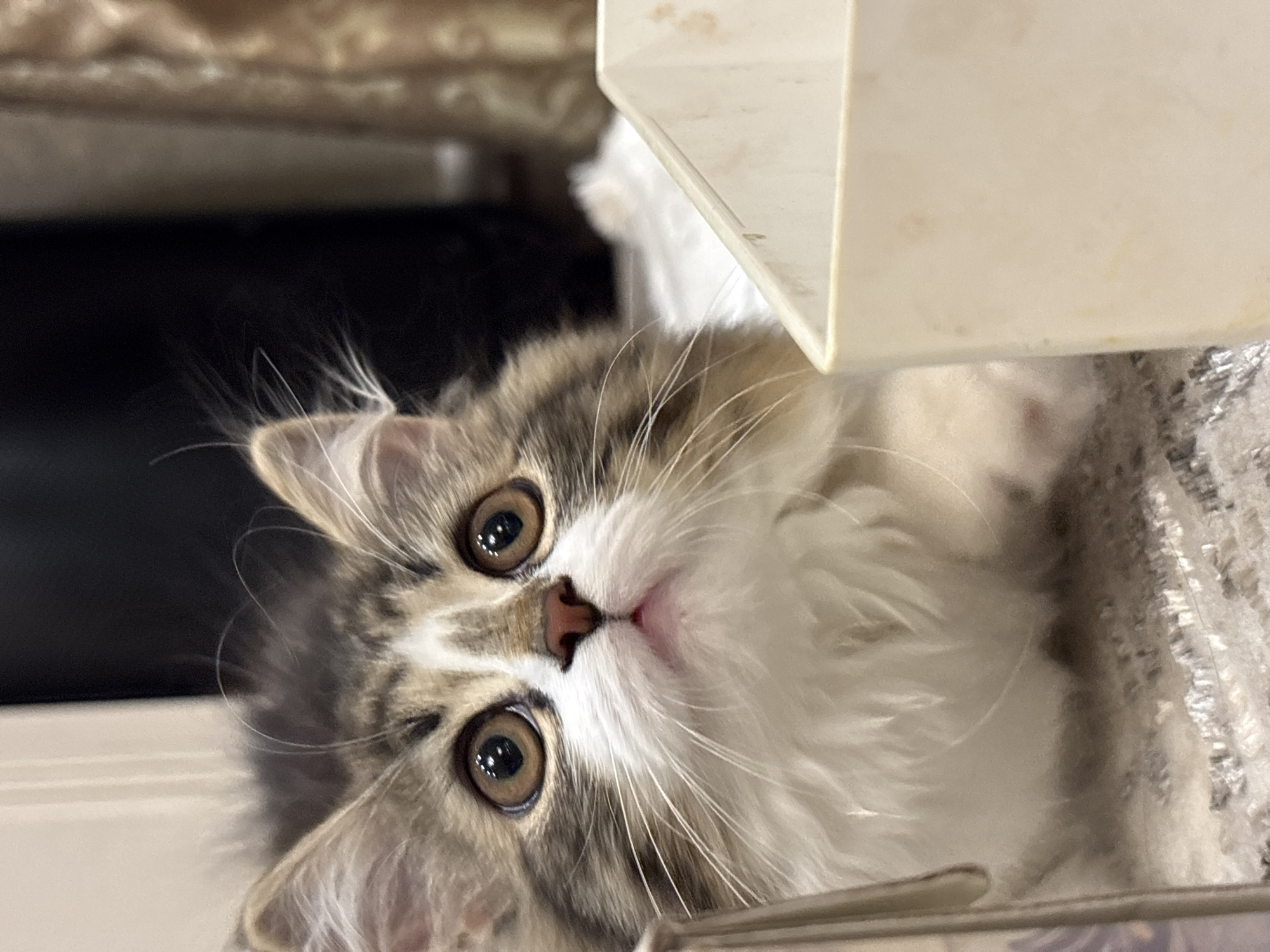 A close-up, slightly rotated, indoor shot depicts a long-haired kitten with grey, brown, and white fur. The kitten is looking upwards with wide, round eyes that have dark pupils and amber irises. Its nose is pink, and long white whiskers extend from its face. A white, angled object is positioned above the kitten. Behind the kitten, there is a dark area and what appears to be a textured surface. There is no indication or evidence that this image was taken in the city of Chaikovsky, Russia.