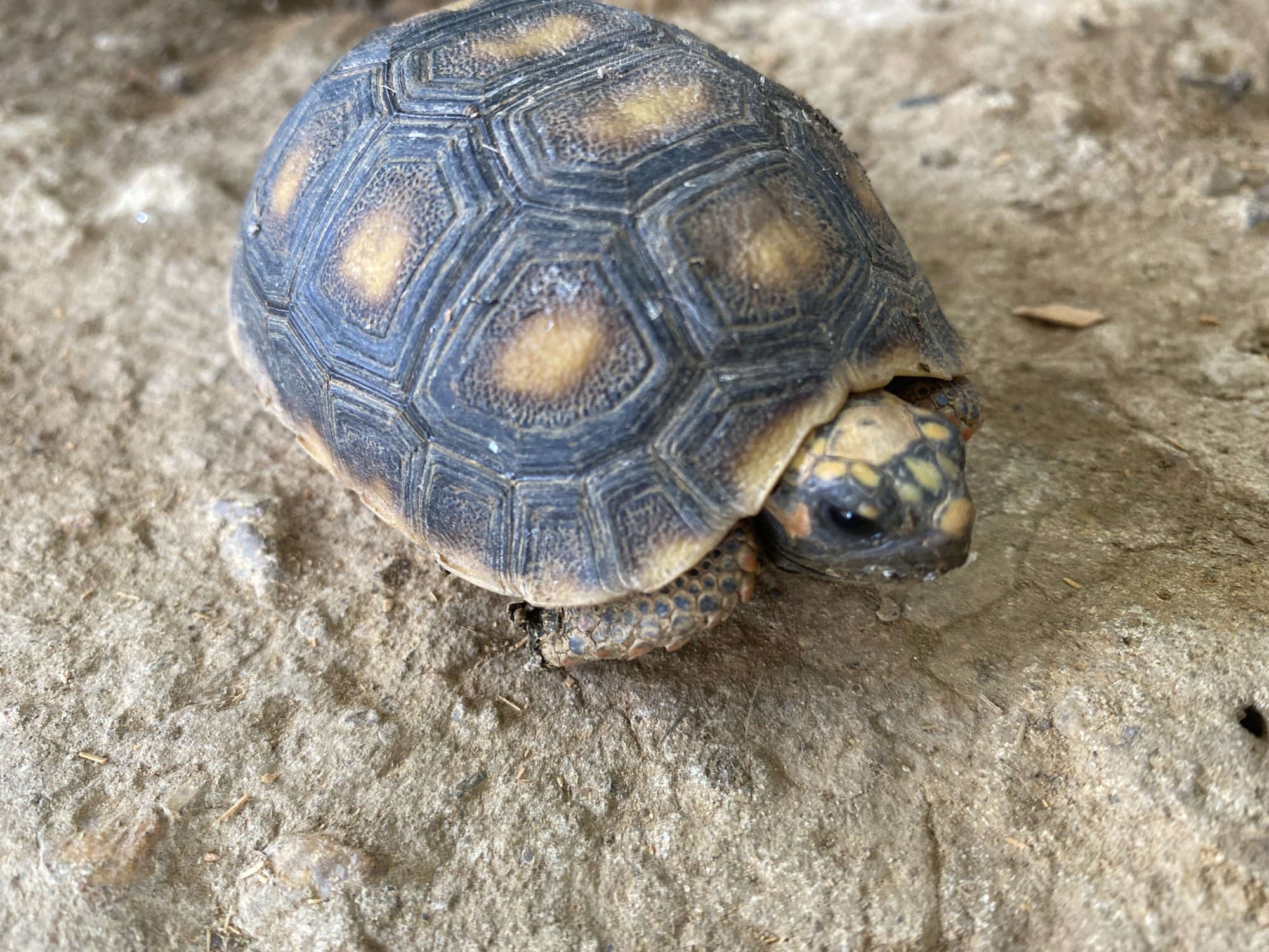 A turtle is on a concrete surface. The turtle's shell is dark gray with yellow spots. The turtle's head is yellow with black spots. The turtle is facing right. The concrete surface is light gray and has a rough texture. The location is Tinaquillo, Venezuela.