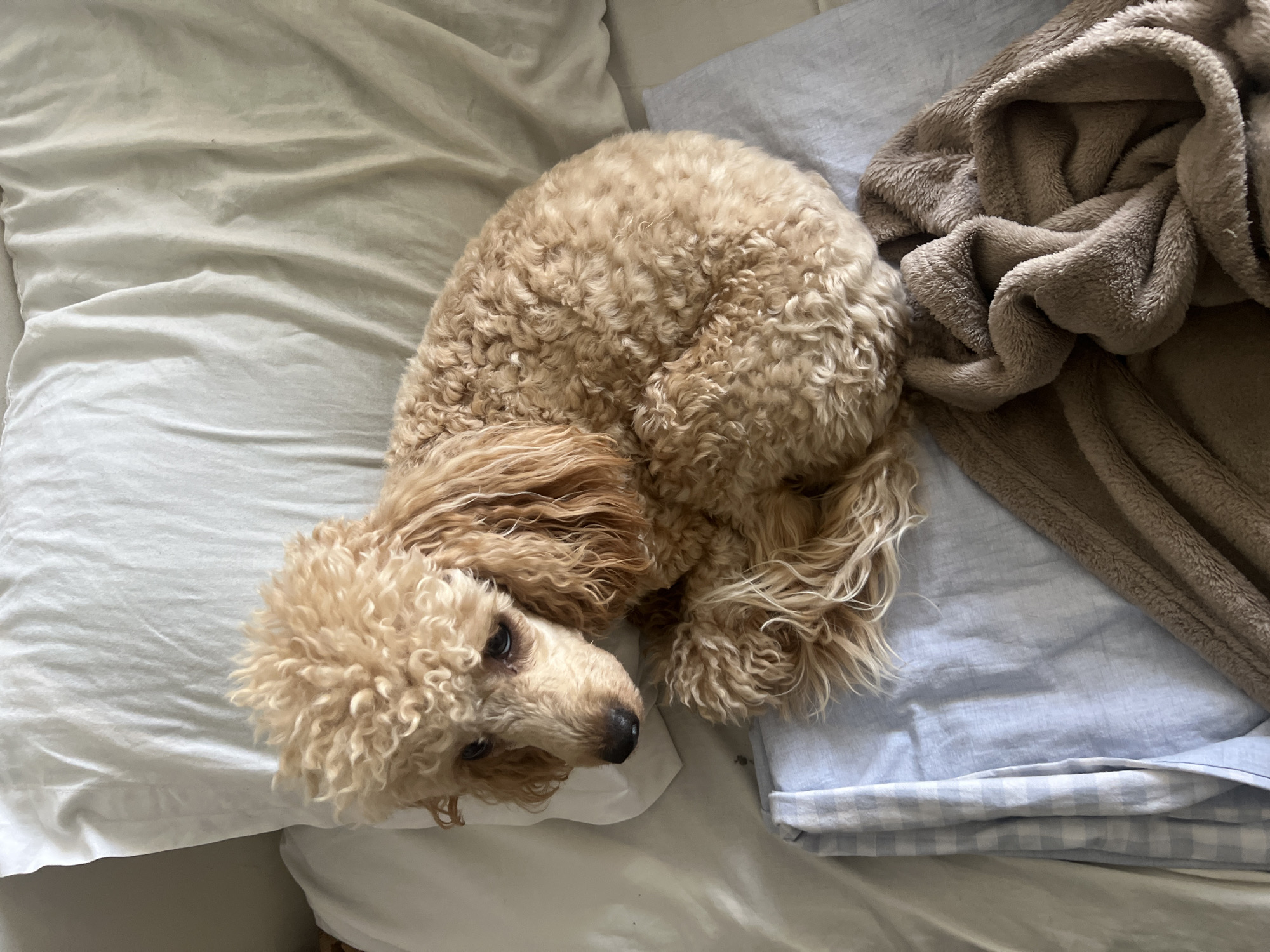 A tan poodle lies on a rumpled white bedsheet, its body curled into a tight ball. The dog's head is turned to the side, with its dark eyes looking down. A folded light blue and white checkered cloth is underneath the dog, and a brown fuzzy blanket is draped over the edge of the bed. The scene is indoors, with soft lighting. The location in Kharkiv, Ukraine cannot be determined from the image.