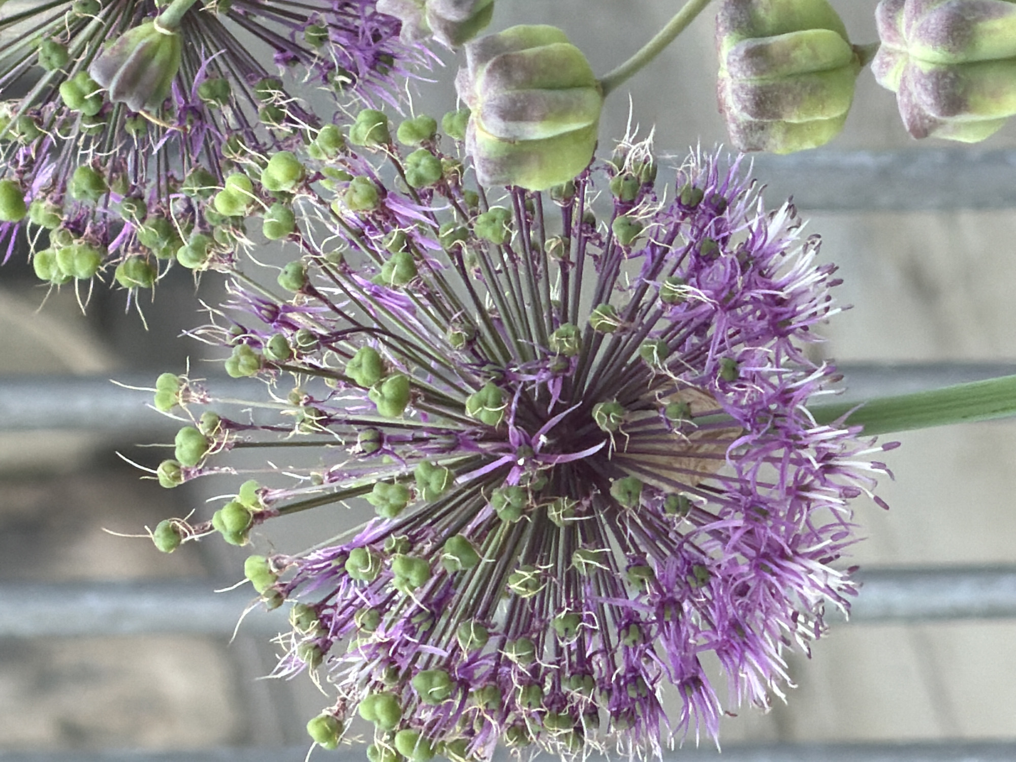 The image features a close-up of Allium flowers, specifically the seed heads with developing seeds (the small green spheres), intermixed with the faded purple petals. The seed heads and petals are clustered in a spherical arrangement typical of Allium species. In the upper part of the image, unopened seed pods still attached to the stem are visible. The background is a grey, blurred surface, suggestive of an urban environment, possibly a paved area or wall.
While it is not possible to confirm the location using the given image, information about Esch-sur-Alzette, Luxembourg is not visibly present.