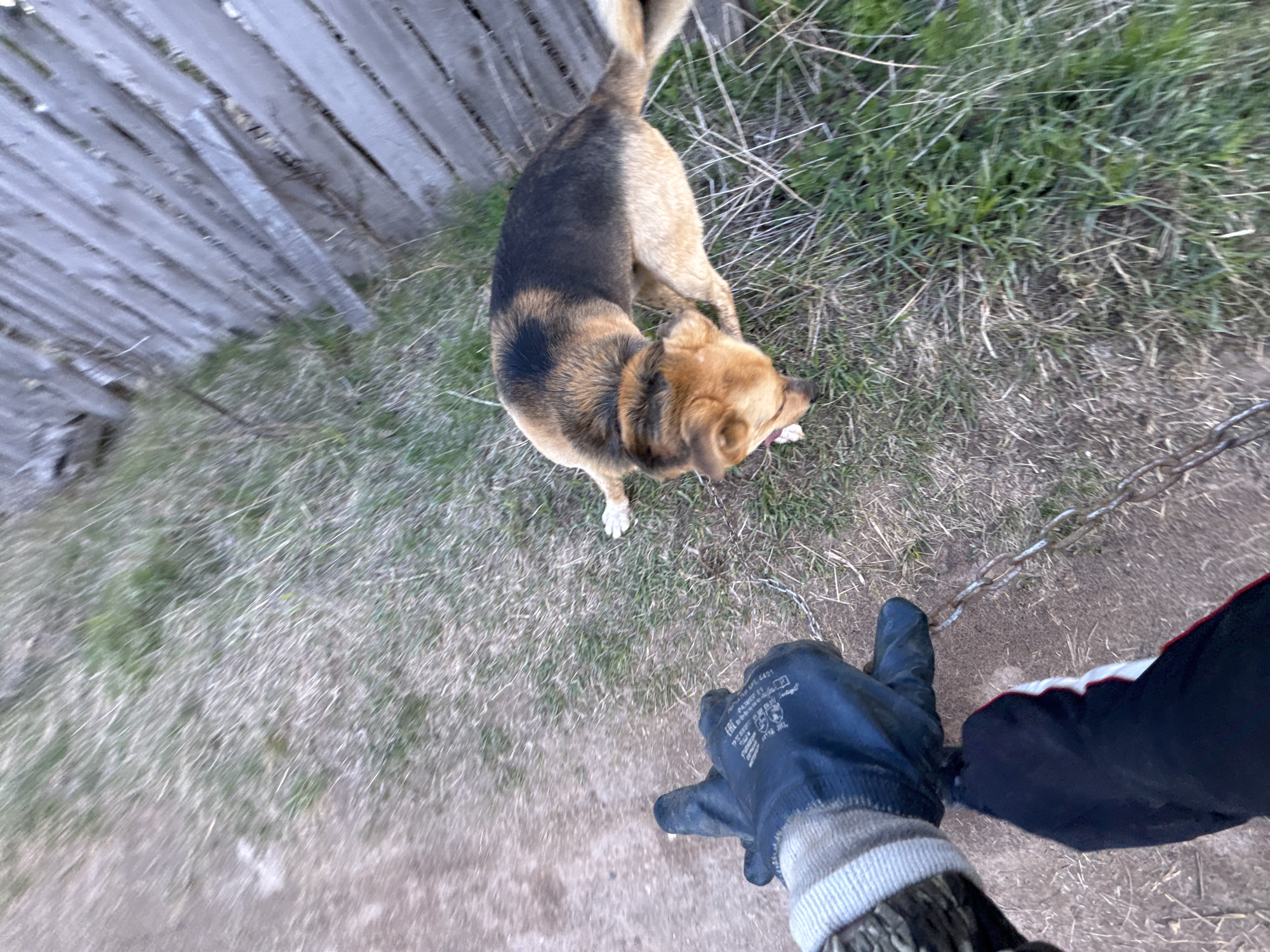 The image captures an overhead, slightly tilted perspective of an outdoor scene, likely from a person's point of view looking downwards.
The primary subject is a medium-sized dog with a mix of brown, black, and tan fur, facing away from the camera and towards the ground. Its back is mostly dark brown/black, while its head, legs, and tail are lighter brown or tan. The dog appears to be eating or inspecting something small and white on the grass.
In the foreground, the lower right corner shows a person's gloved hand and part of a leg or arm. The hand wears a dark blue work glove with a gray ribbed wristband. Visible text on the glove includes "EAC", "ТР ТС 019/2011", and "размер / size 10 / XL", indicating compliance and size information. The person's leg or arm is clad in a dark garment, possibly track pants, with a red and white stripe along the side.
The setting is an outdoor area characterized by patches of green and dry, brown grass covering the ground, interspersed with areas of bare dirt. A weathered wooden fence runs along the left side of the frame, providing a rustic backdrop. A metal chain is visible on the ground in the mid-right section of the image.
The activity shows the dog engrossed with something on the ground, possibly being fed or finding something to eat, while the person is positioned nearby, holding the camera. The lighting suggests it is daytime, with no harsh shadows, indicating either an overcast day or early morning/late afternoon light. No strong emotions are discernible from the scene; the dog seems focused on its activity.