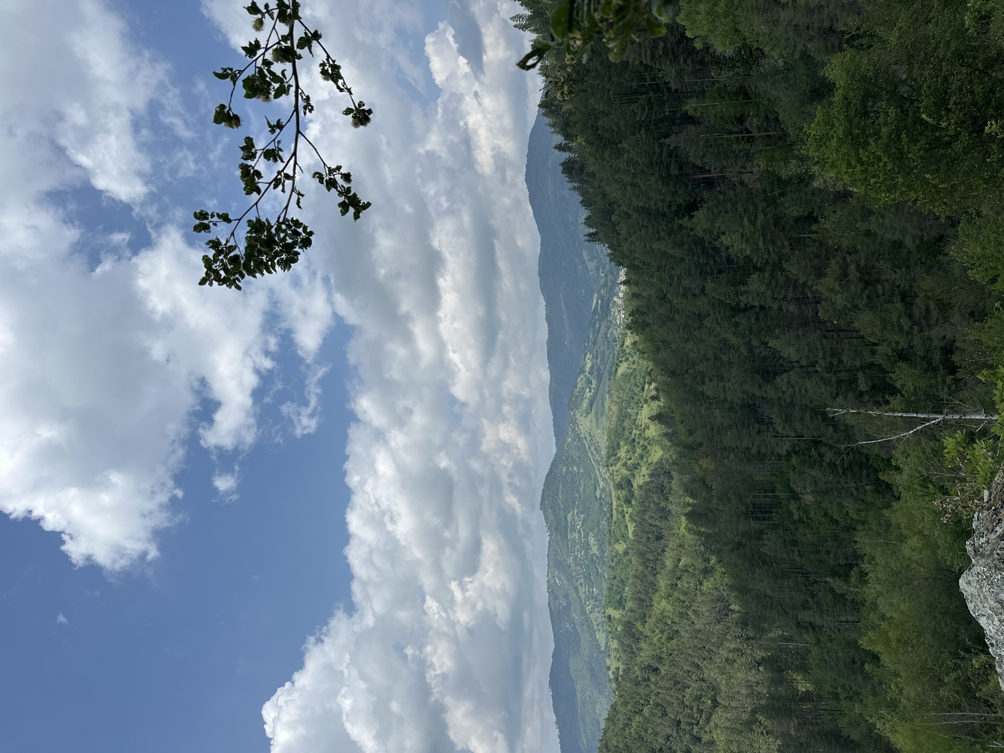 The image displays a vibrant natural landscape, rotated 90 degrees clockwise, presenting a panoramic view of a mountainous region. The left side of the frame is dominated by a bright blue sky filled with numerous large, fluffy white cumulus clouds. A branch with green leaves extends into the upper-left quadrant.
The right side of the image features a vast expanse of dense green forests covering successive layers of hills and mountains. The trees in the immediate right appear primarily coniferous, while more distant slopes show a mix of lighter green foliage. Multiple mountain ranges recede into the hazy background. A small village or settlement, identifiable by scattered buildings with light-colored roofs, is visible on a distant hillside within the forested landscape. In the bottom-right corner, a light-colored rock outcrop, possibly part of a cliff edge, with visible lichen growth, anchors the foreground.
The scene is illuminated by bright daylight, suggesting late morning or early afternoon under fair weather conditions with clear skies and prominent clouds. There are no people or discernible activities depicted. No text is visible. The setting is a serene, forested mountain environment, located in Ardino, Bulgaria.