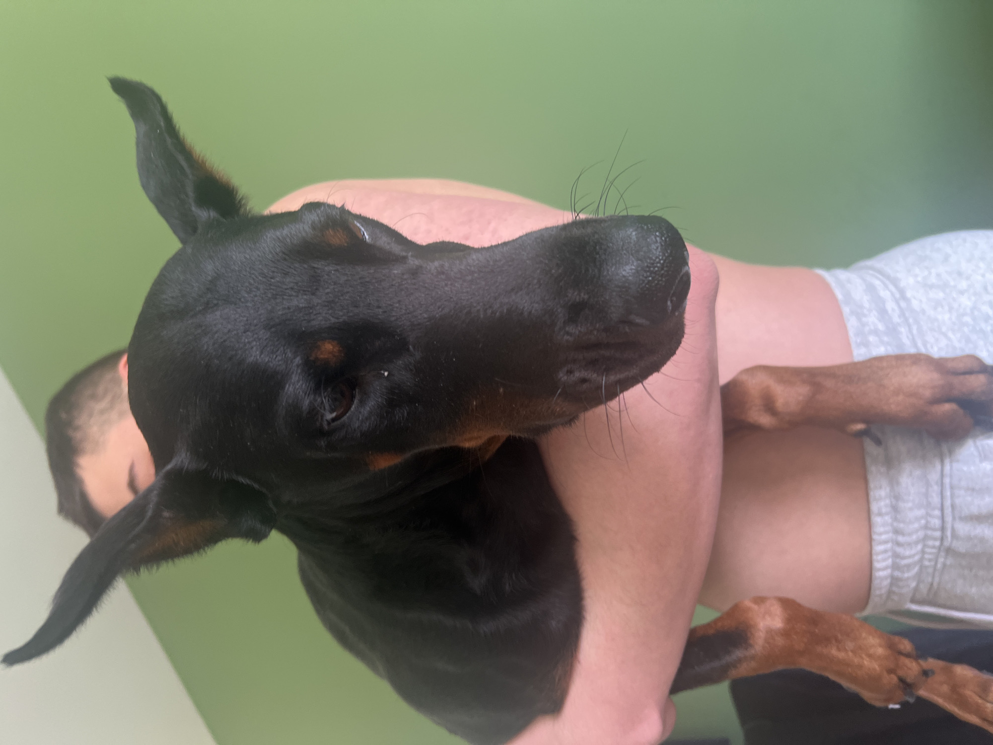 A close-up shot features a black Doberman Pinscher dog being held by a person. The dog has cropped ears and a glossy black coat with brown markings. The person holding the dog has pale skin and is wearing light-colored clothing. The background is a solid light green color. It is not possible to confirm the location of the image as Sofia, Bulgaria without further evidence.