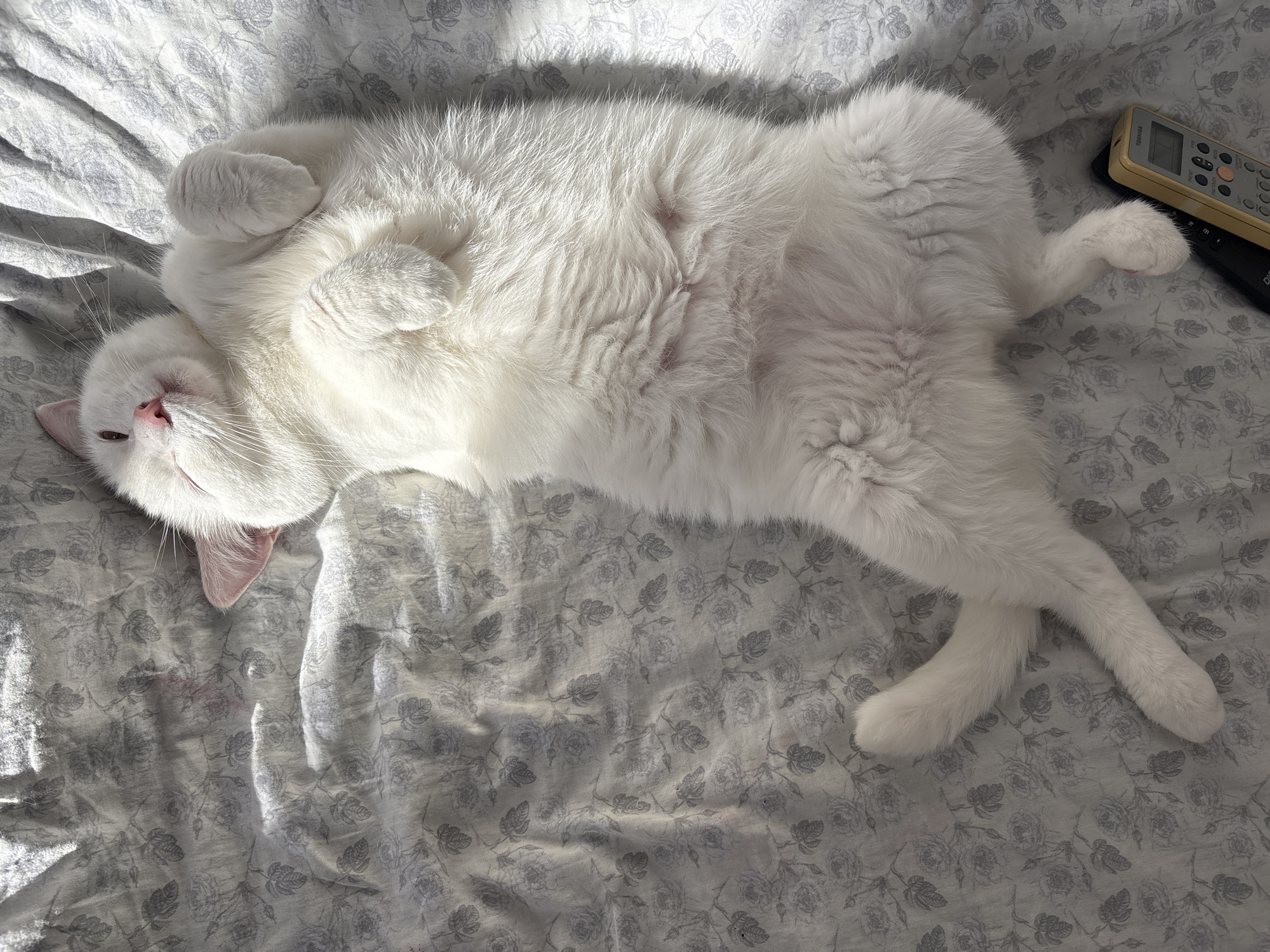 A white cat is lying on its back on a bed with a floral-patterned comforter. The cat is relaxed, with its paws curled up and its eyes partially closed, suggesting it is asleep or resting. Sunlight streams in from the left, casting shadows across the bed and the cat's fur. To the right of the cat, a remote control rests on a black object. The scene appears to be indoors, likely a bedroom. The time of day is suggested by the sunlight. The location is Vysokoye, Russia. There is no visible text in the image.