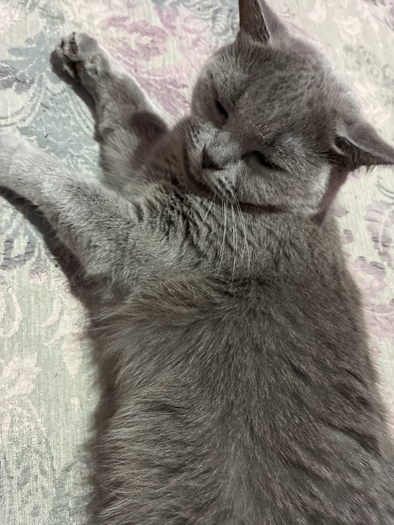 A grey cat is lying on its back on a patterned surface. The cat is facing upwards with its eyes closed and its front paws stretched out above its head. The background is a light-colored fabric with a floral pattern in pink and grey. The image is taken from a high angle, looking down at the cat. There is no visible indication of the cat's location in Alanya, Turkey.