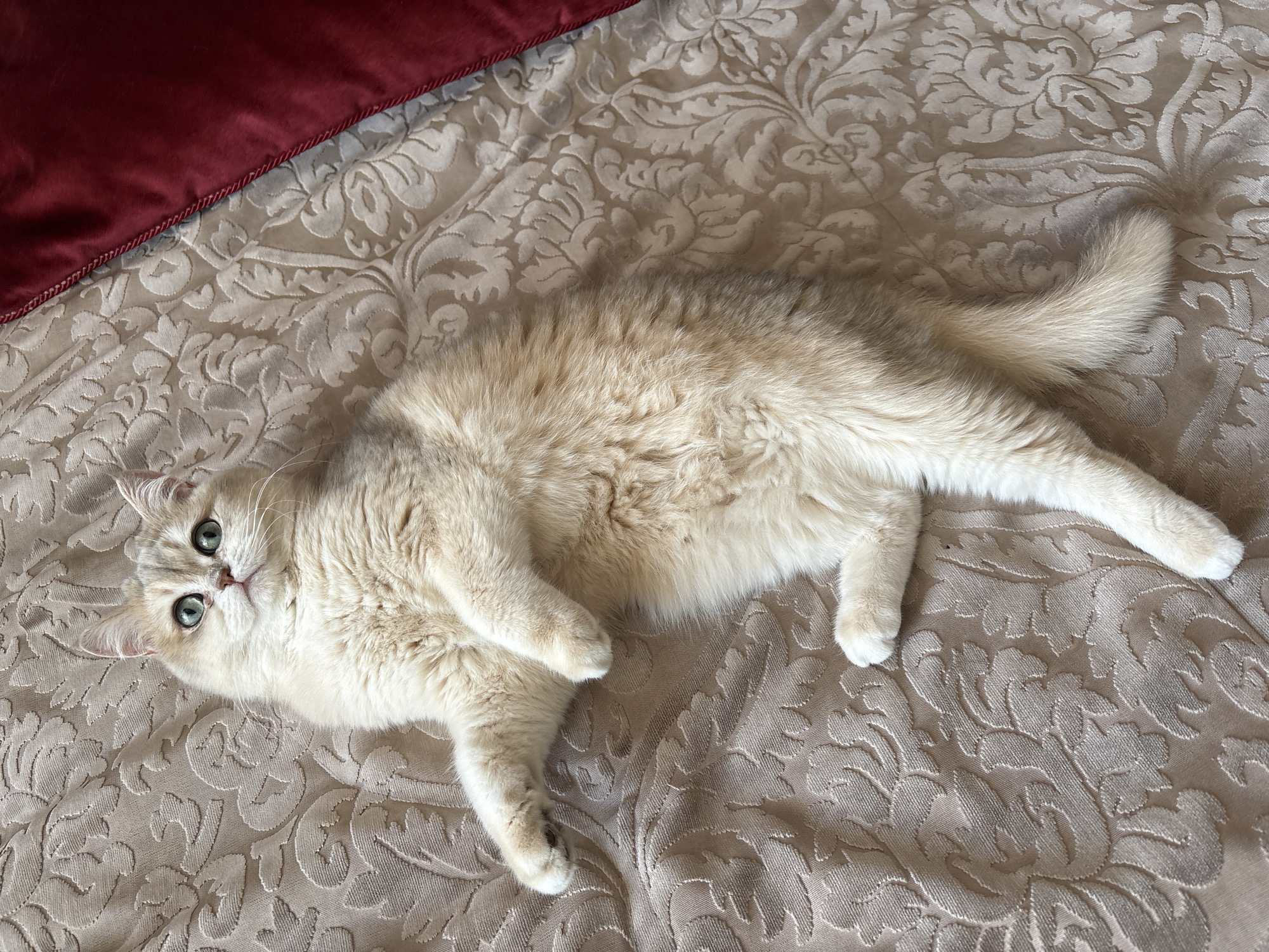 A light-beige domestic cat with green eyes lies on a tan-colored fabric with a floral pattern. The cat's body is mostly visible, with its head turned towards the camera. A portion of a red cushion is visible in the upper left corner of the frame. The location is not discernable.