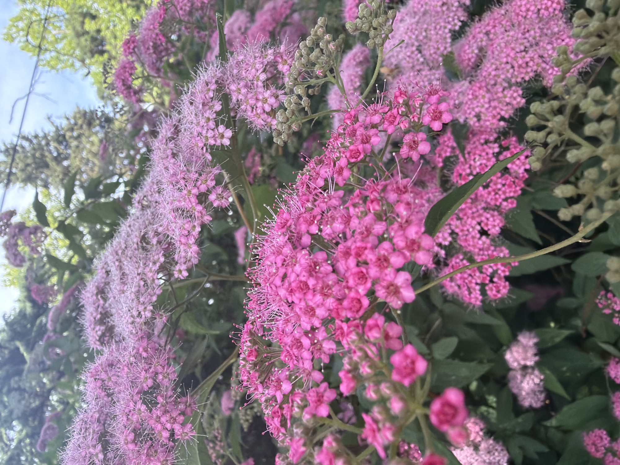 The image depicts a close-up view of flowering bushes with dense clusters of small pink and lighter pink flowers. The flowers have delicate petals and some have visible stamens. The foliage is dark green, and some unopened flower buds are visible, appearing as small, greenish clusters. The background is blurred, showing hints of trees and a bright sky. The scene is outdoors, likely in a garden or park setting. There are no people or animals visible in the image. The lighting suggests it may be daytime, possibly with overcast conditions. No specific location within Sochi, Russia, can be determined from the visual information provided.