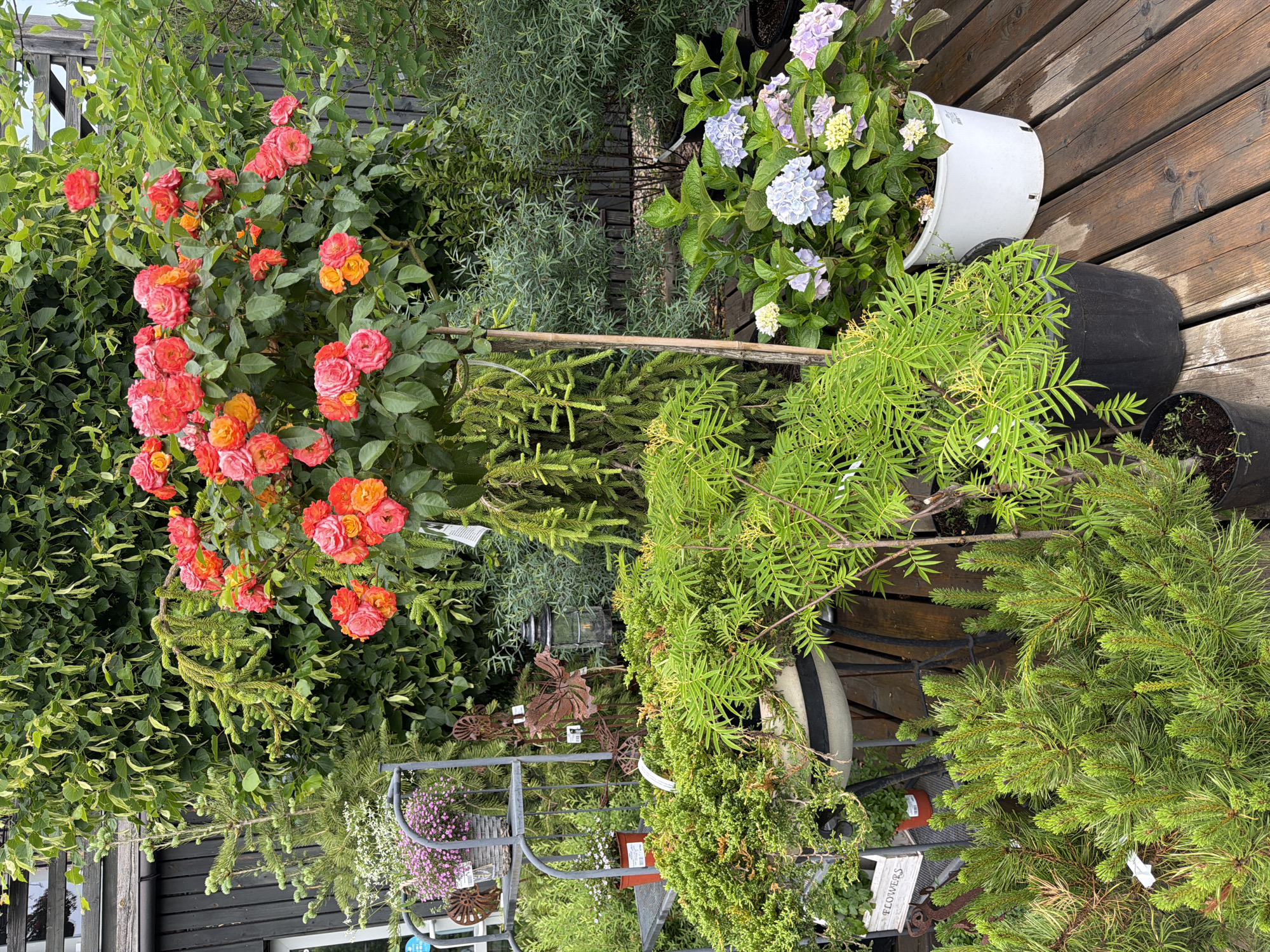 This is a high-angle, full shot of a plant nursery with an assortment of potted plants displayed on a wooden deck. The scene is densely packed with various greenery, including rose bushes with bright pink and orange blooms, hydrangeas with blue and purple flowers, and evergreen trees with needle-like foliage. Several black and white pots hold the plants, and some are tipped over. A metal shelving unit is also visible, holding smaller plants and decorative items. The wooden planks of the deck are weathered and damp, suggesting recent rain or watering. The lighting indicates it's daytime, likely overcast or shaded. No people are visible in the image. There are a few pieces of text visible on small tags attached to the plants, and a sign that reads "FLOWERS" on a white wooden piece.