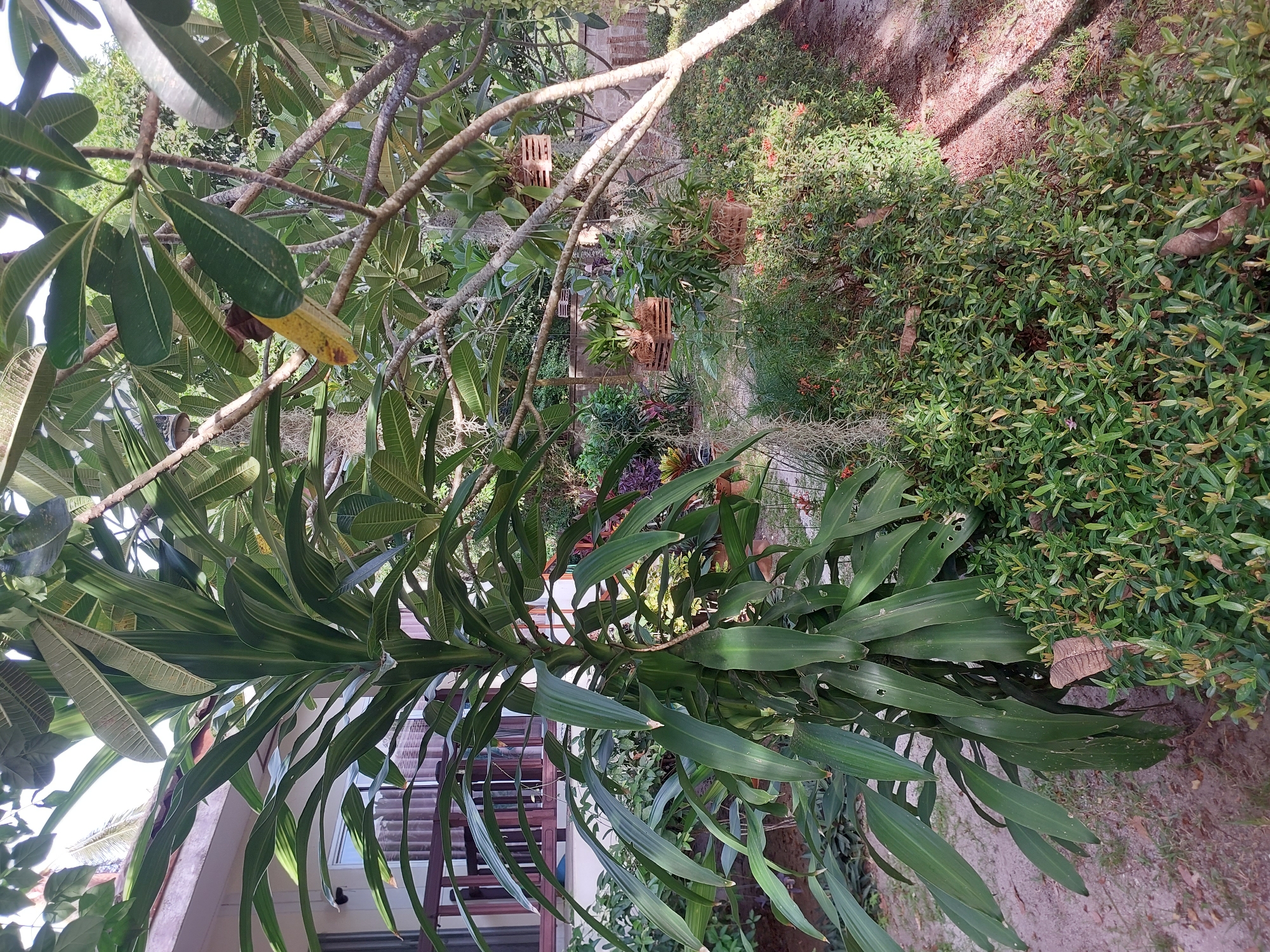 This image depicts a lush garden area in Baan Mae Nam, Thailand. In the foreground, a tall, leafy green plant with long, pointed leaves stands prominently on the left side of the frame. To the right and behind it, a dense bed of smaller green shrubs with tiny red flowers covers the ground. A paved path, partially shaded by trees, runs along the right edge of the garden. In the background, a building with a balcony and railing is visible, partially obscured by foliage. Hanging from tree branches are several wooden planters containing orchids. The overall scene suggests a tropical outdoor environment with a focus on plants and vegetation. There are no people or animals present in the image.